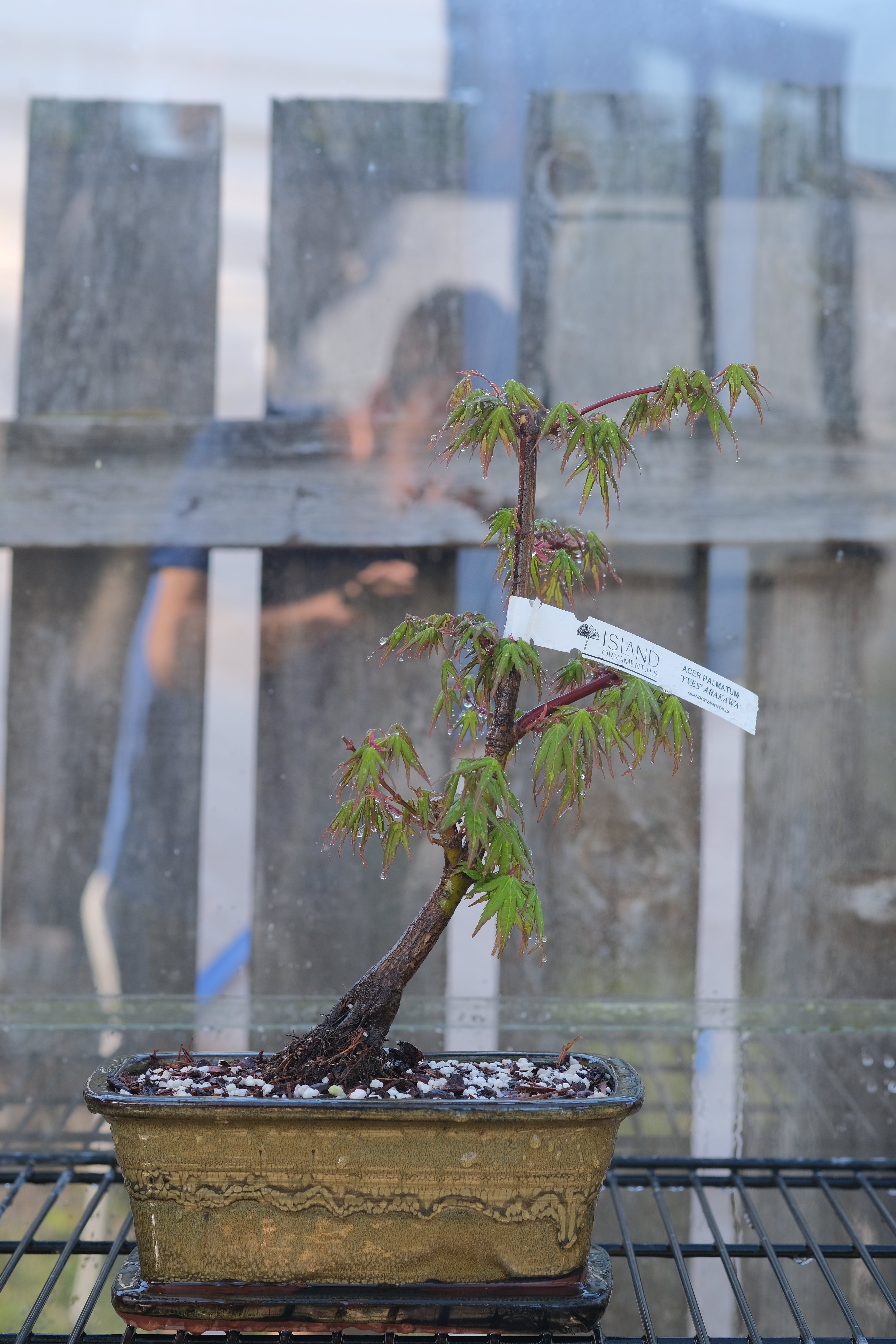 Japanese Maple 'Yves' Arakawa'
