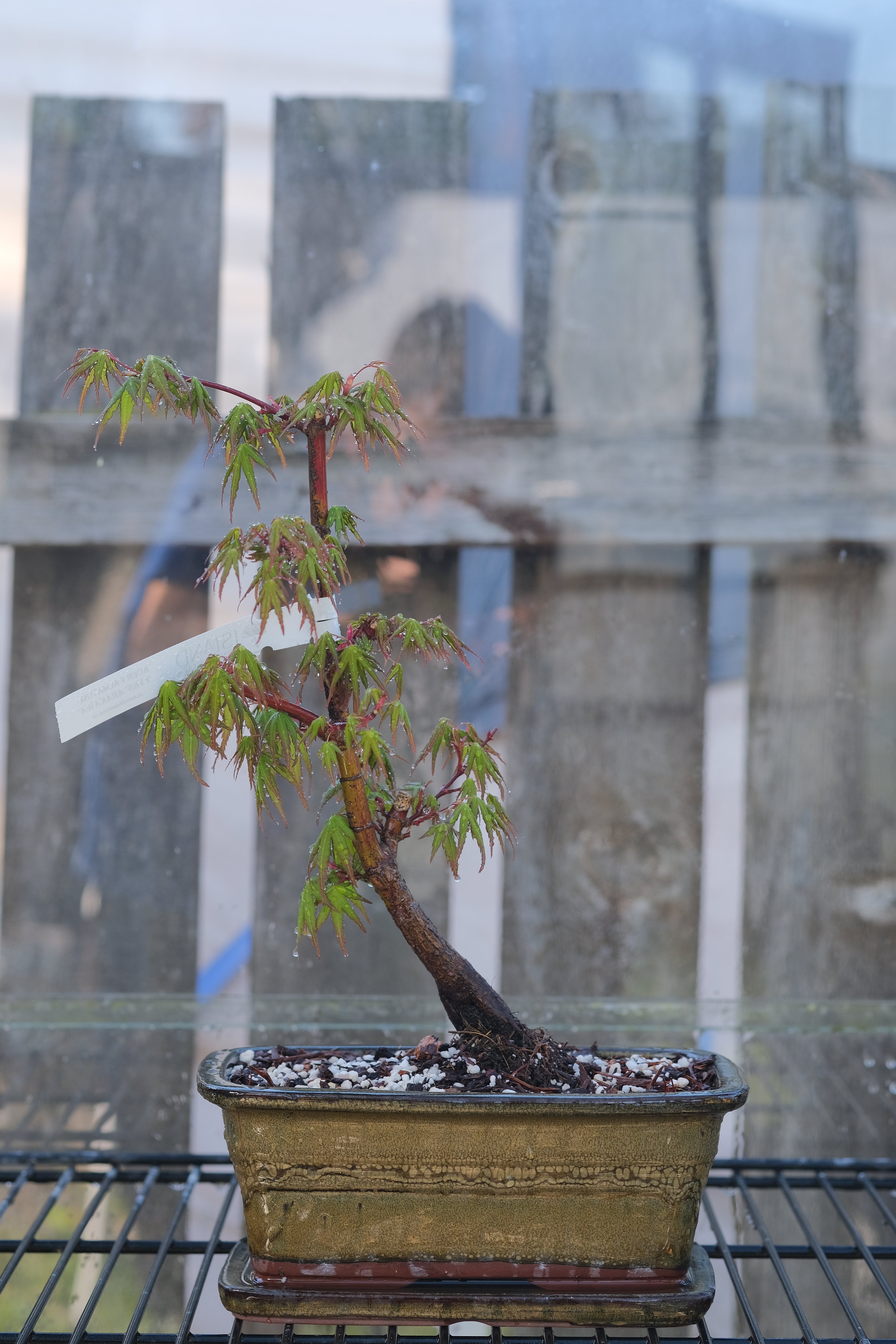 Japanese Maple 'Yves' Arakawa'