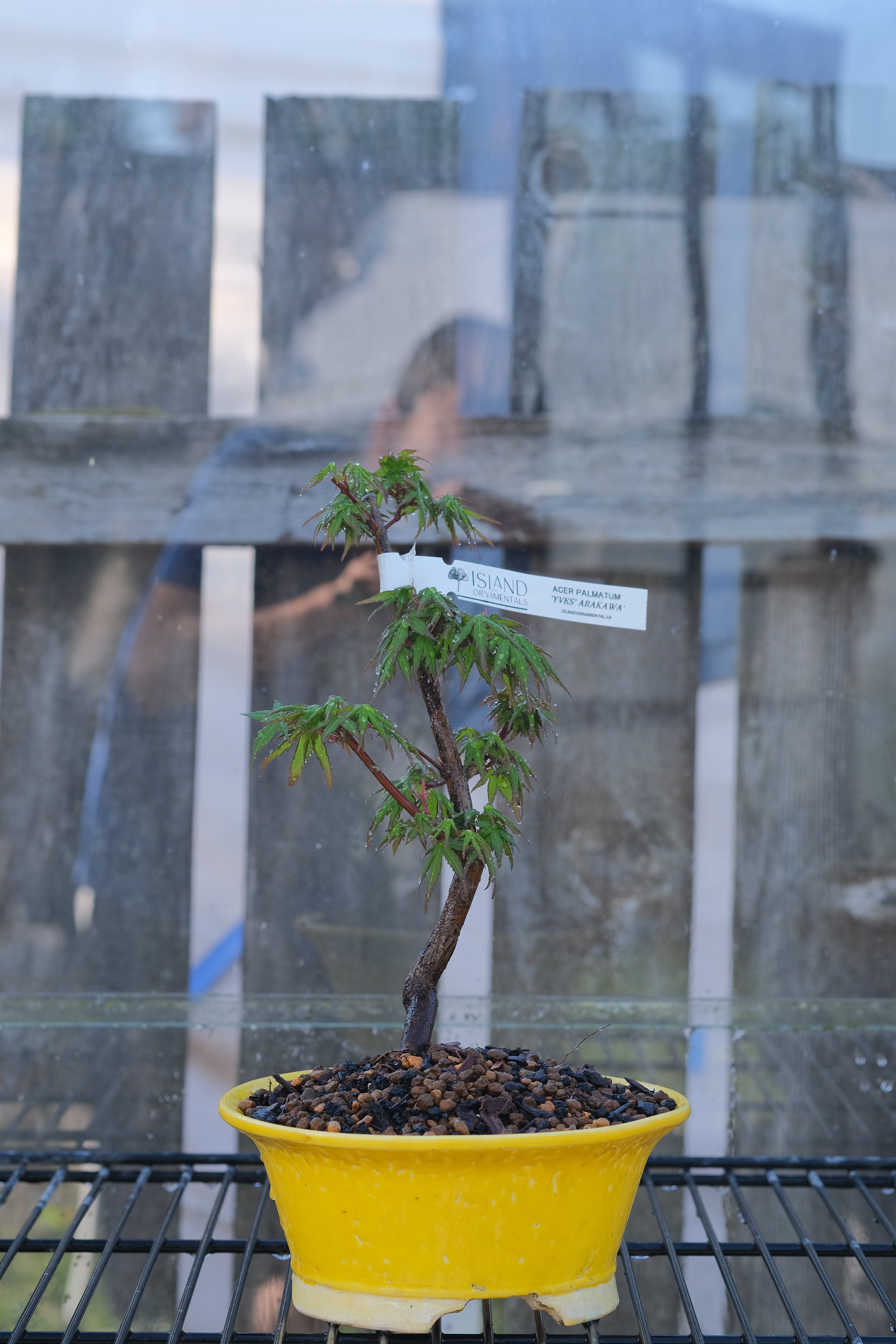 Japanese Maple 'Yves' Arakawa'