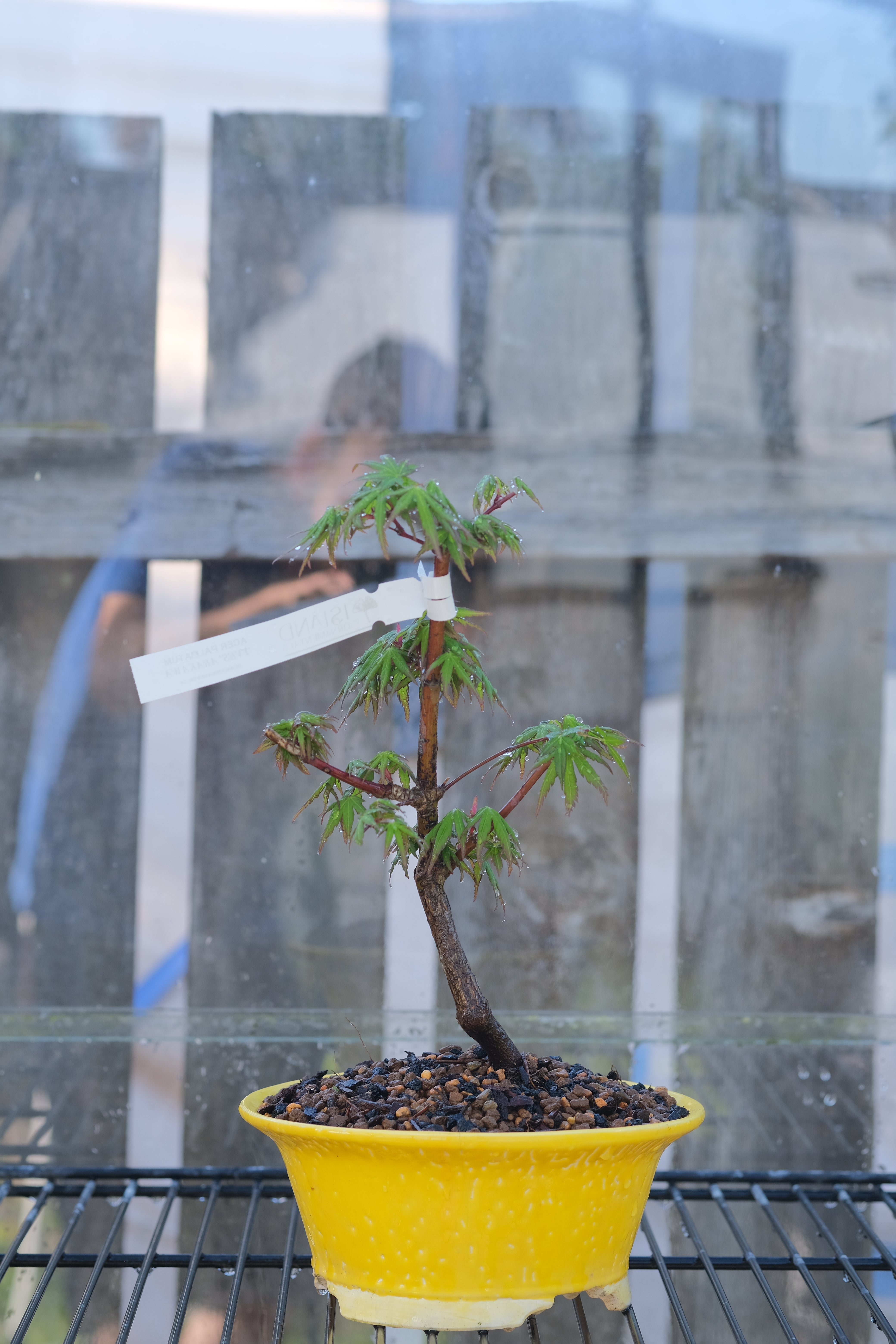 Japanese Maple 'Yves' Arakawa'