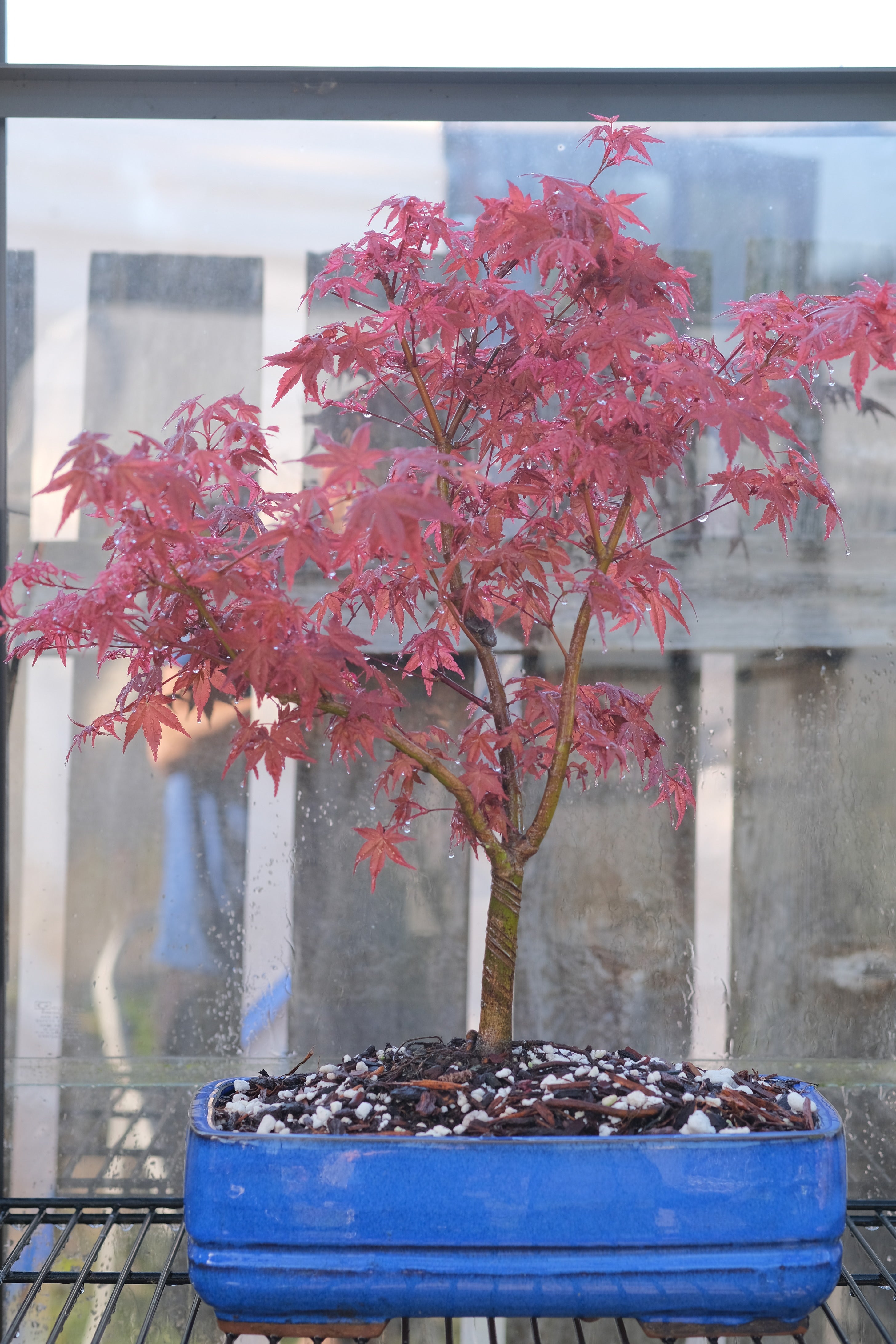 Japanese Maple 'Deshojo'