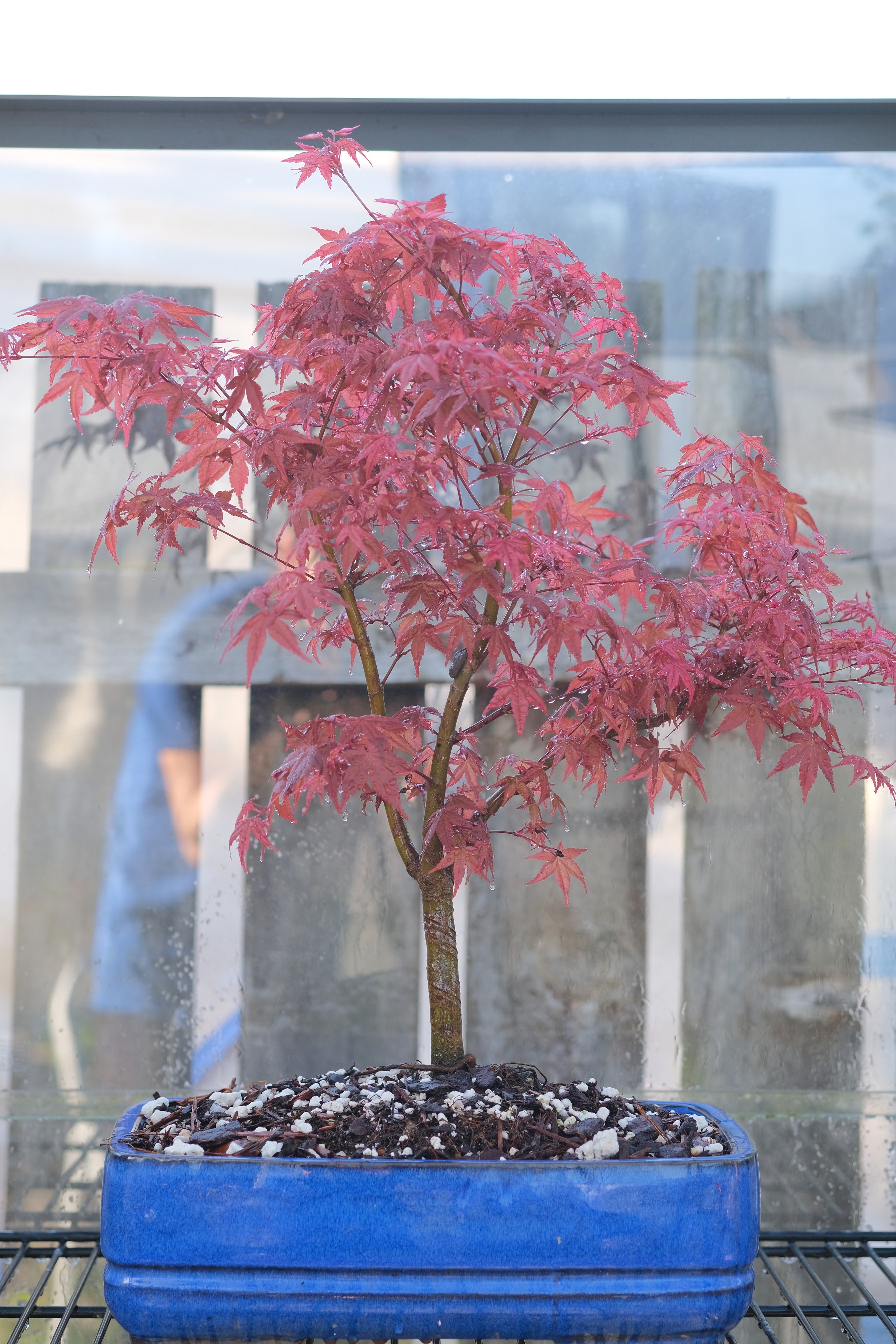 Japanese Maple 'Deshojo'
