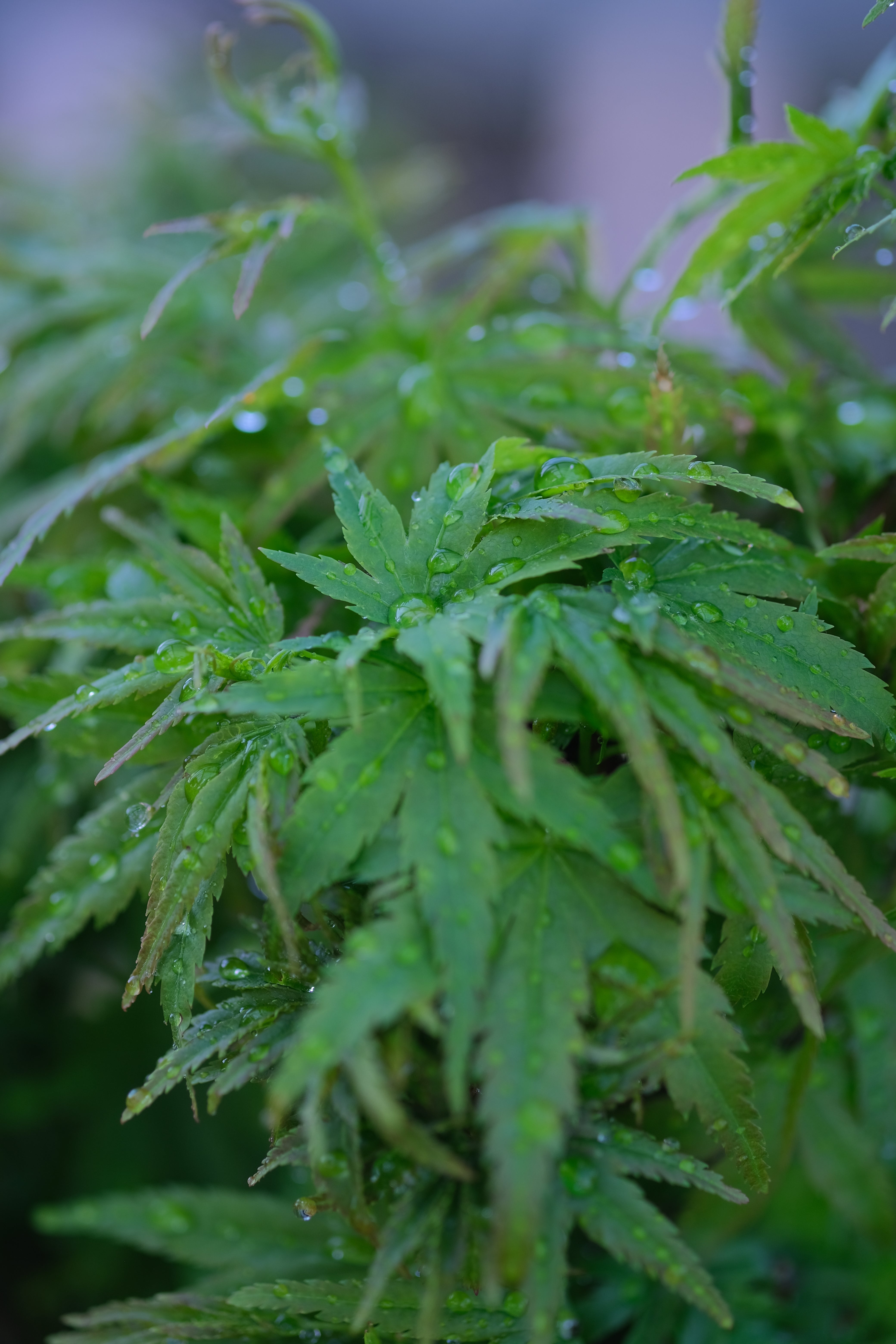Japanese Maple 'Akita yatsubusa'