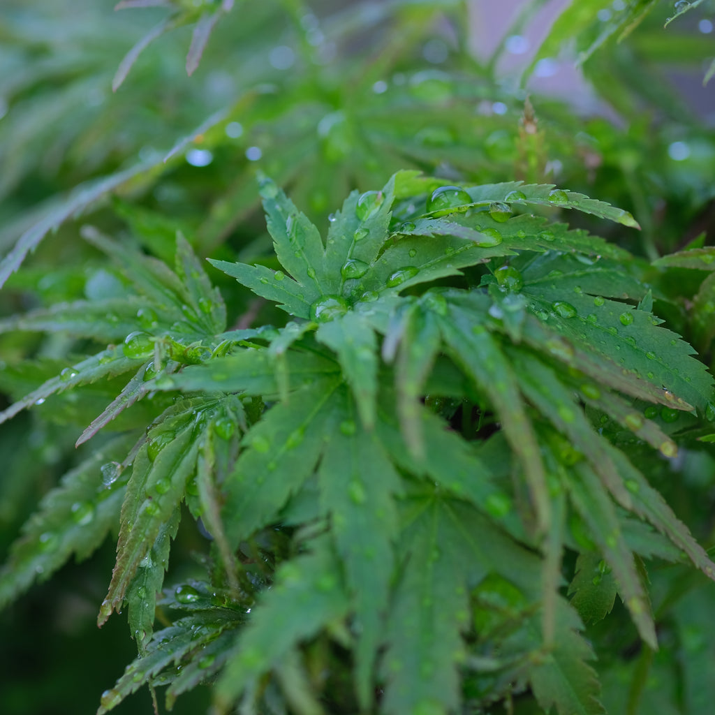 Japanese Maple 'Akita yatsubusa'