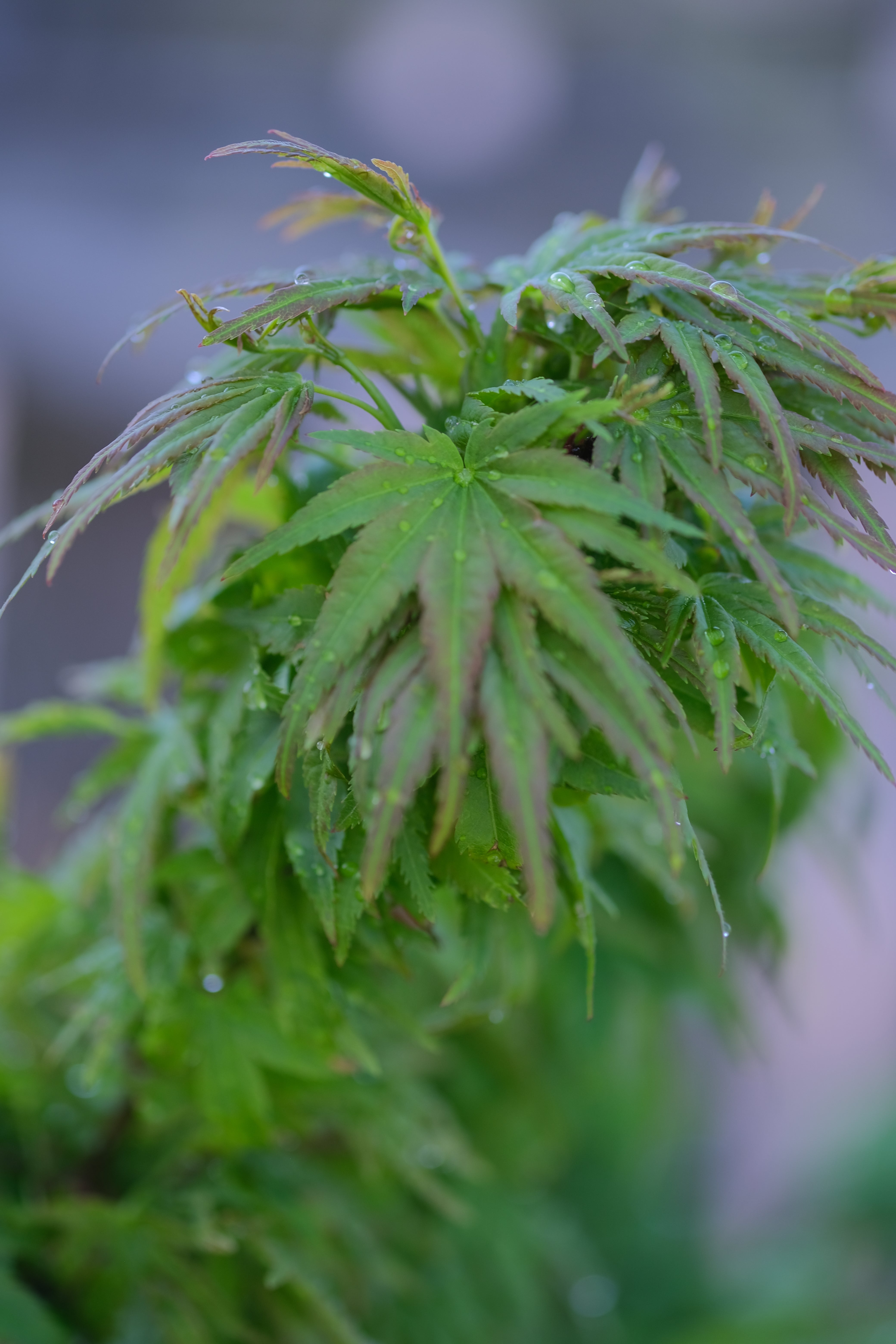Japanese Maple 'Akita yatsubusa'