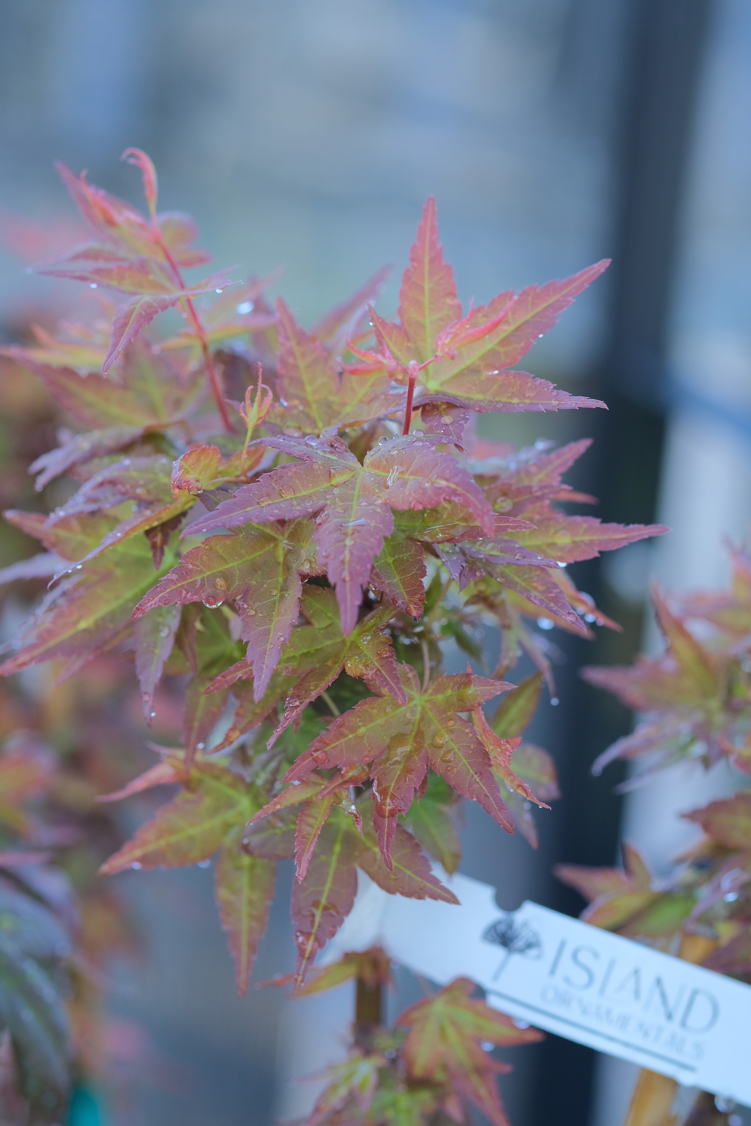 Japanese Maple 'Beni Hime'