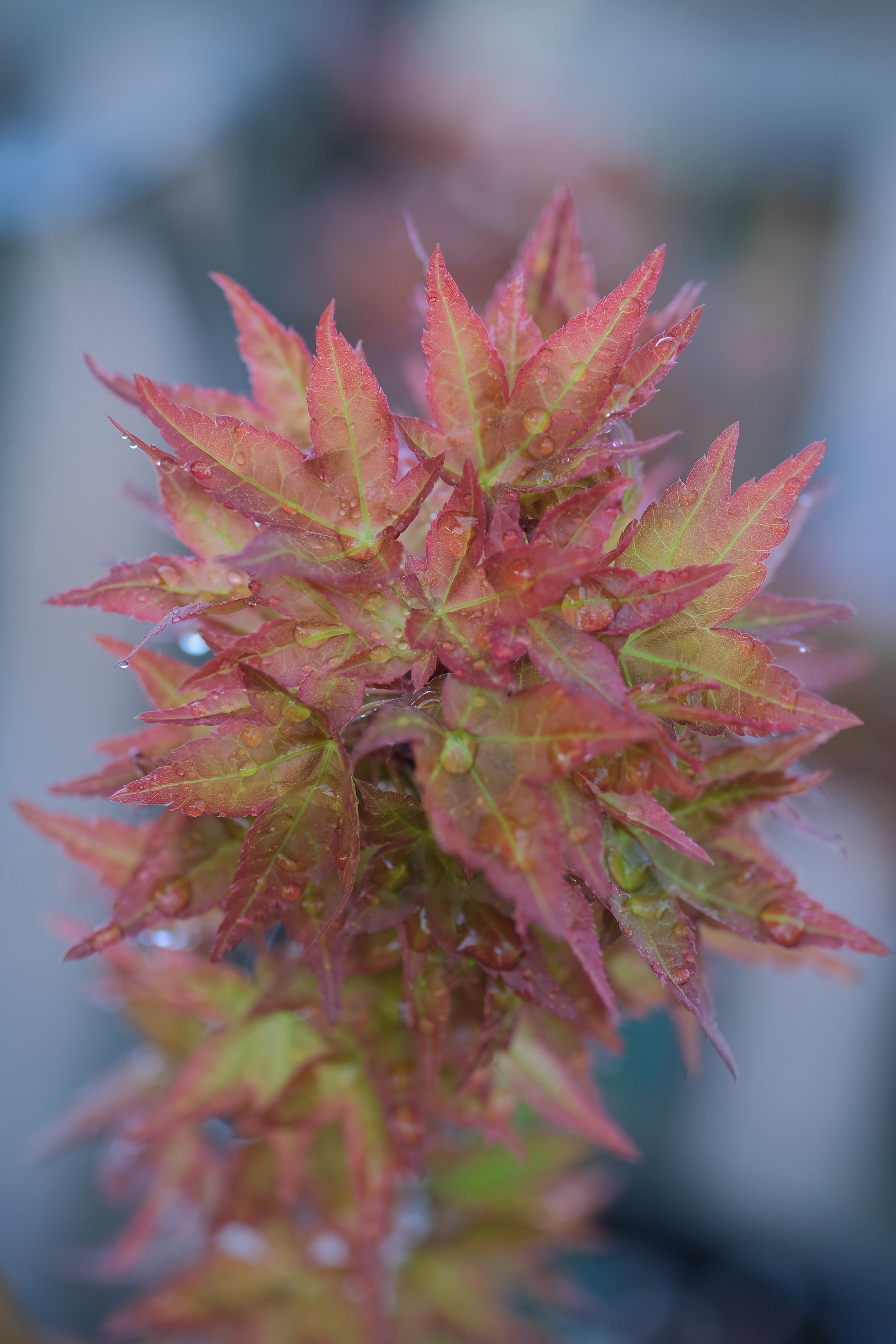 Japanese Maple 'Beni Hime'