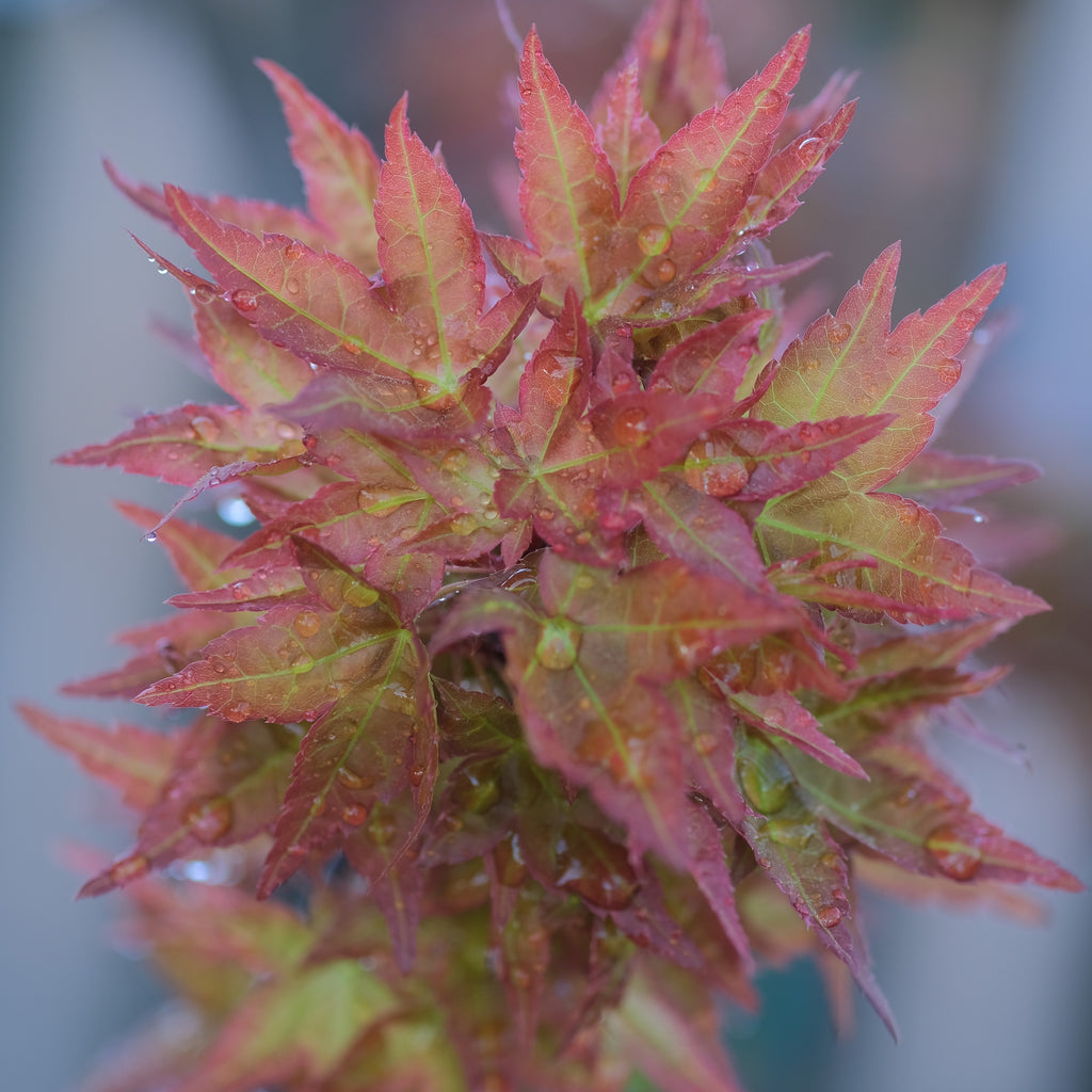Japanese Maple 'Beni Hime'