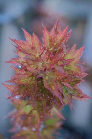 Japanese Maple 'Beni Hime'
