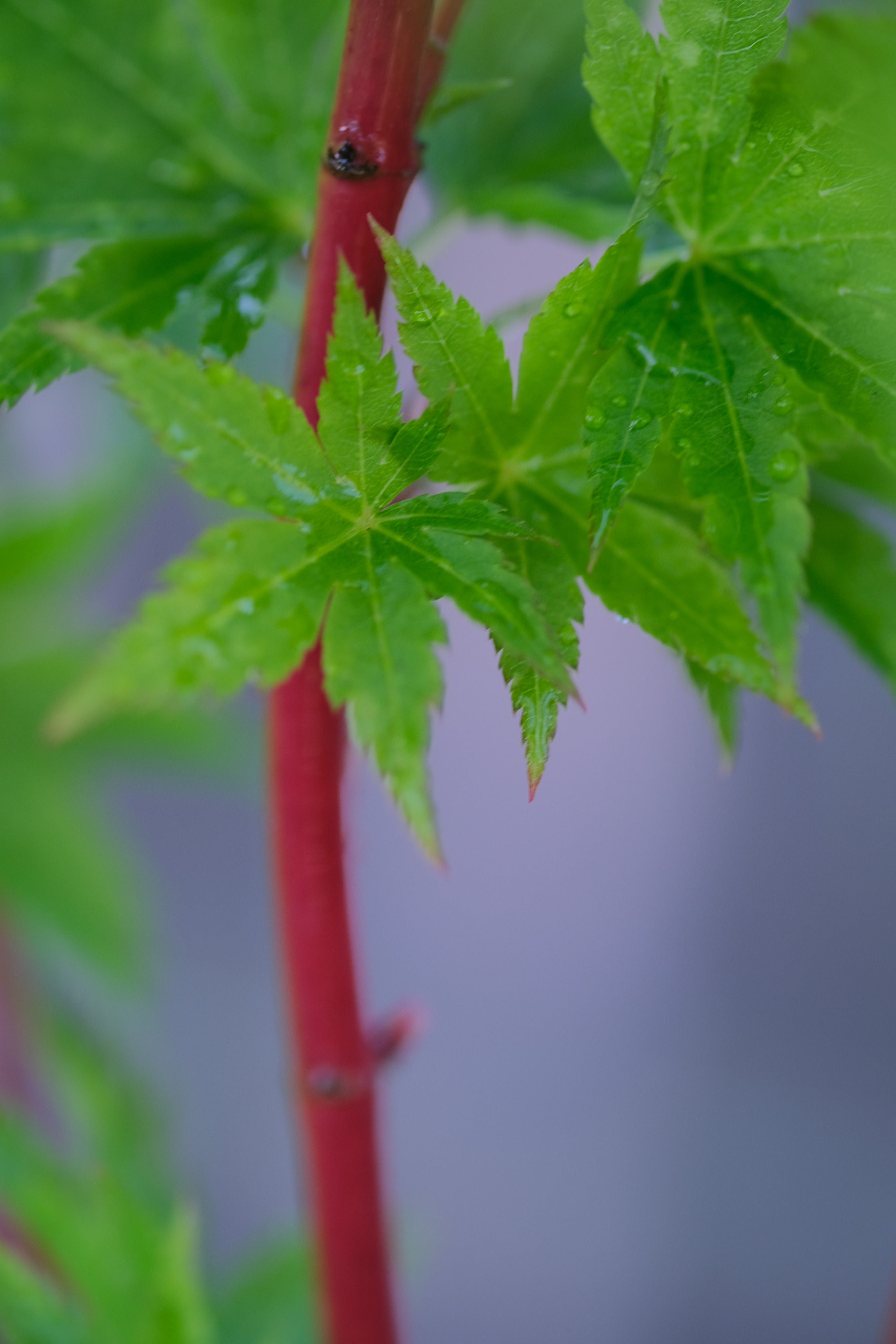 Japanese Maple 'Little Sango'