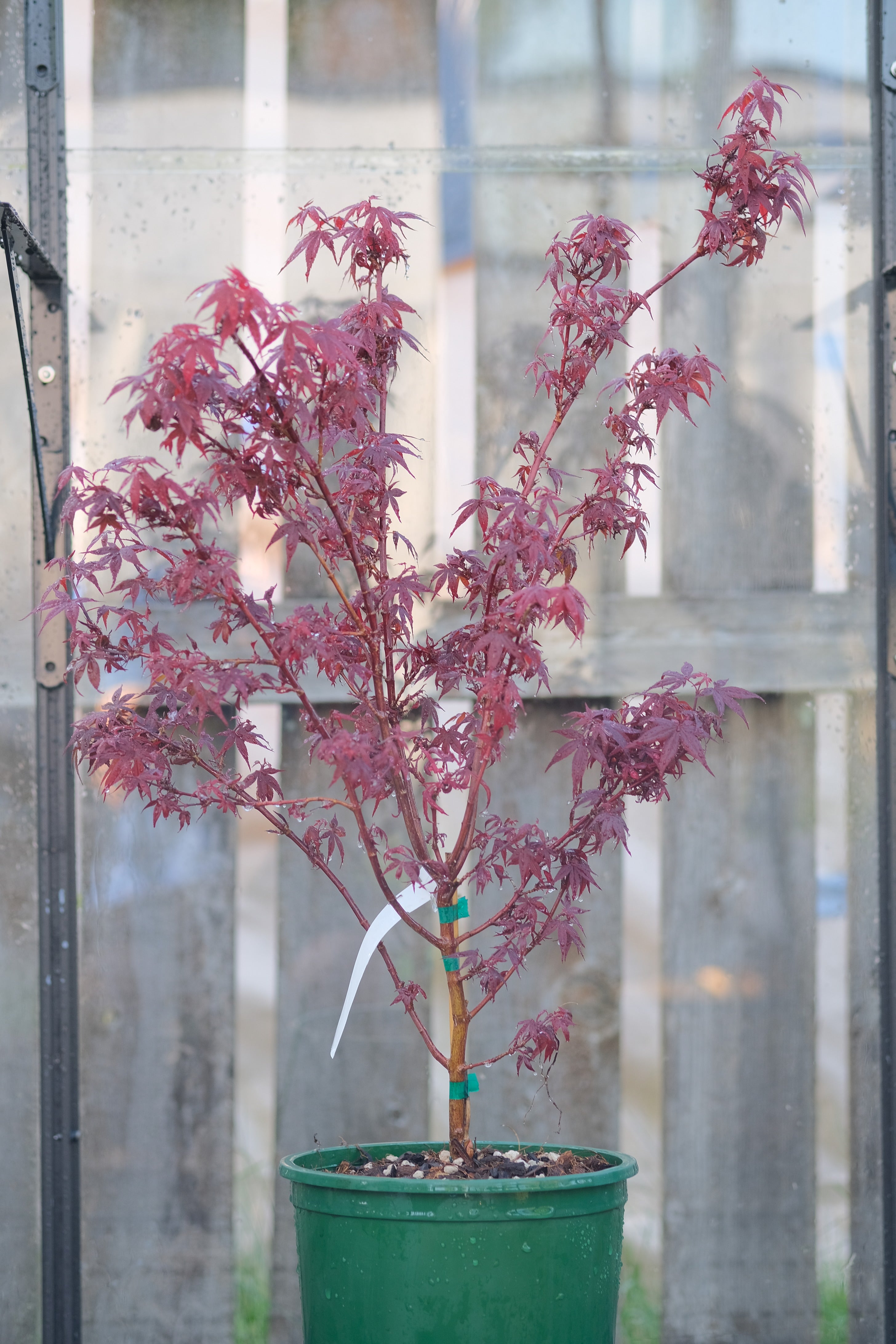 Japanese Maple 'Hime shojo'