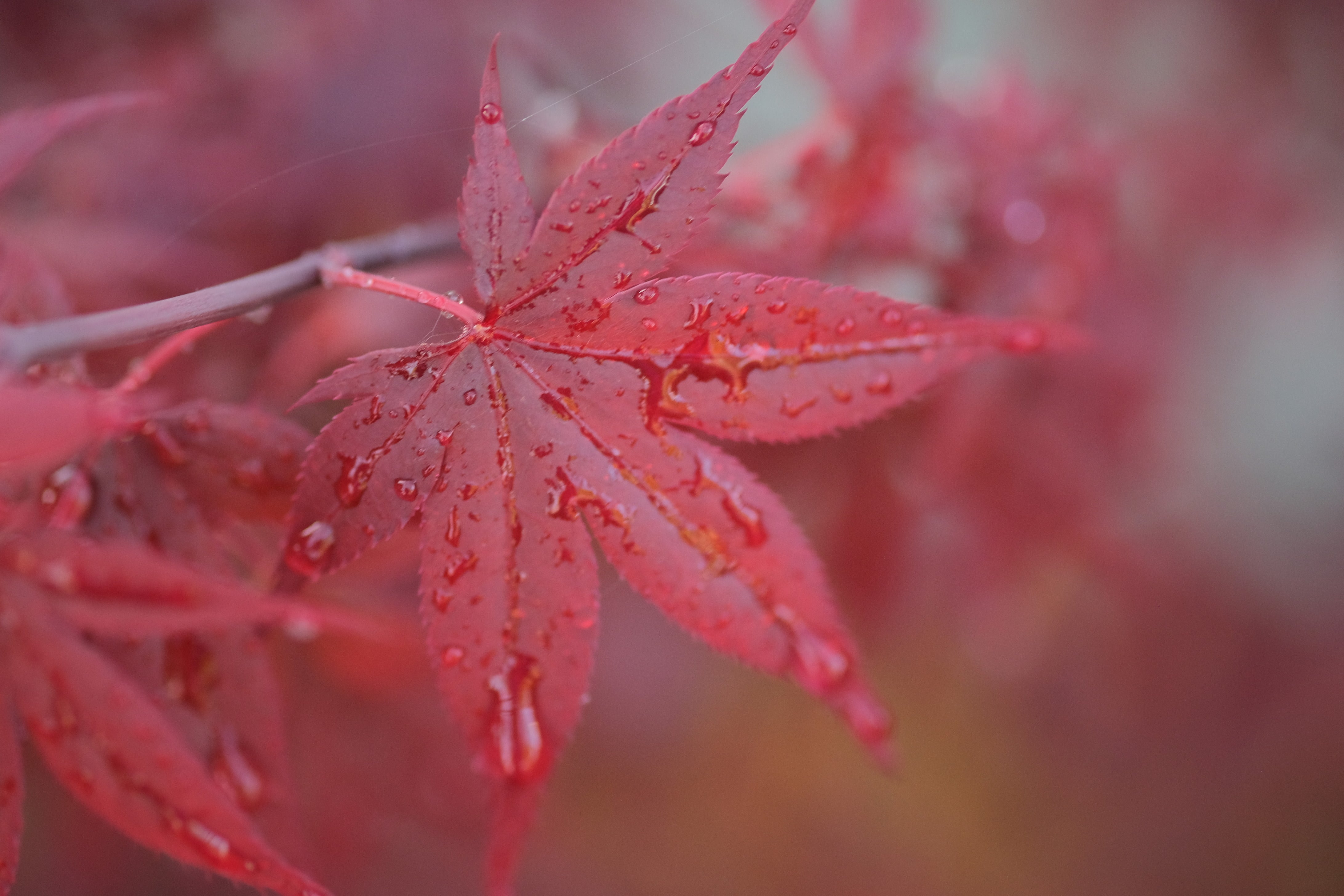 Japanese Maple 'Hime shojo'