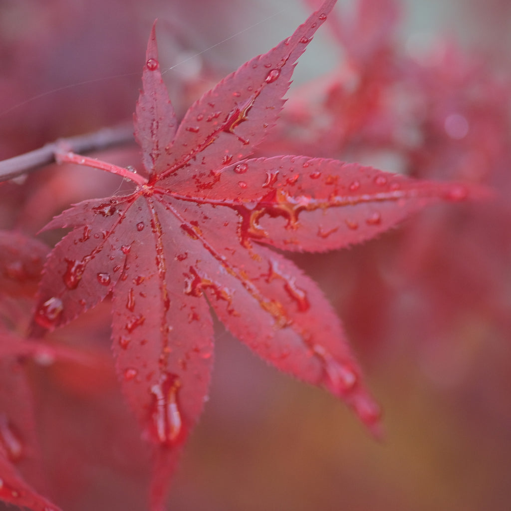 Japanese Maple 'Hime shojo'