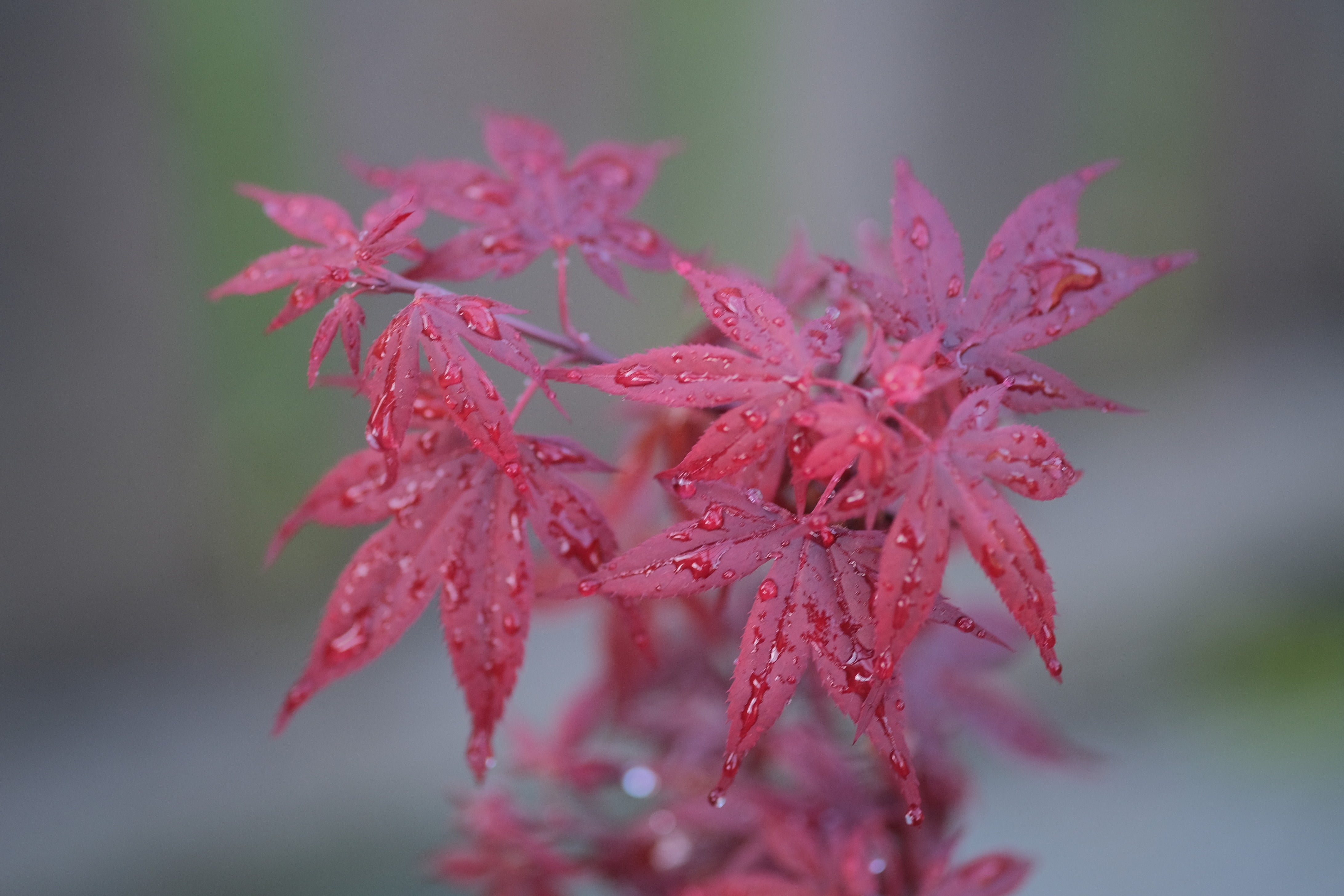 Japanese Maple 'Hime shojo'