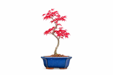 Bonsai tree with red leaves in a blue pot on a white background