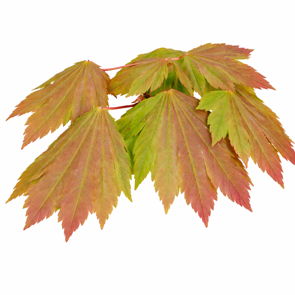 ユキエモンジャムラボ2点キャットガーデン赤ボタニカルサックスオーダー Emmett's Pumpkin Full Moon Maple - Orange Foliage | Island Ornamentals