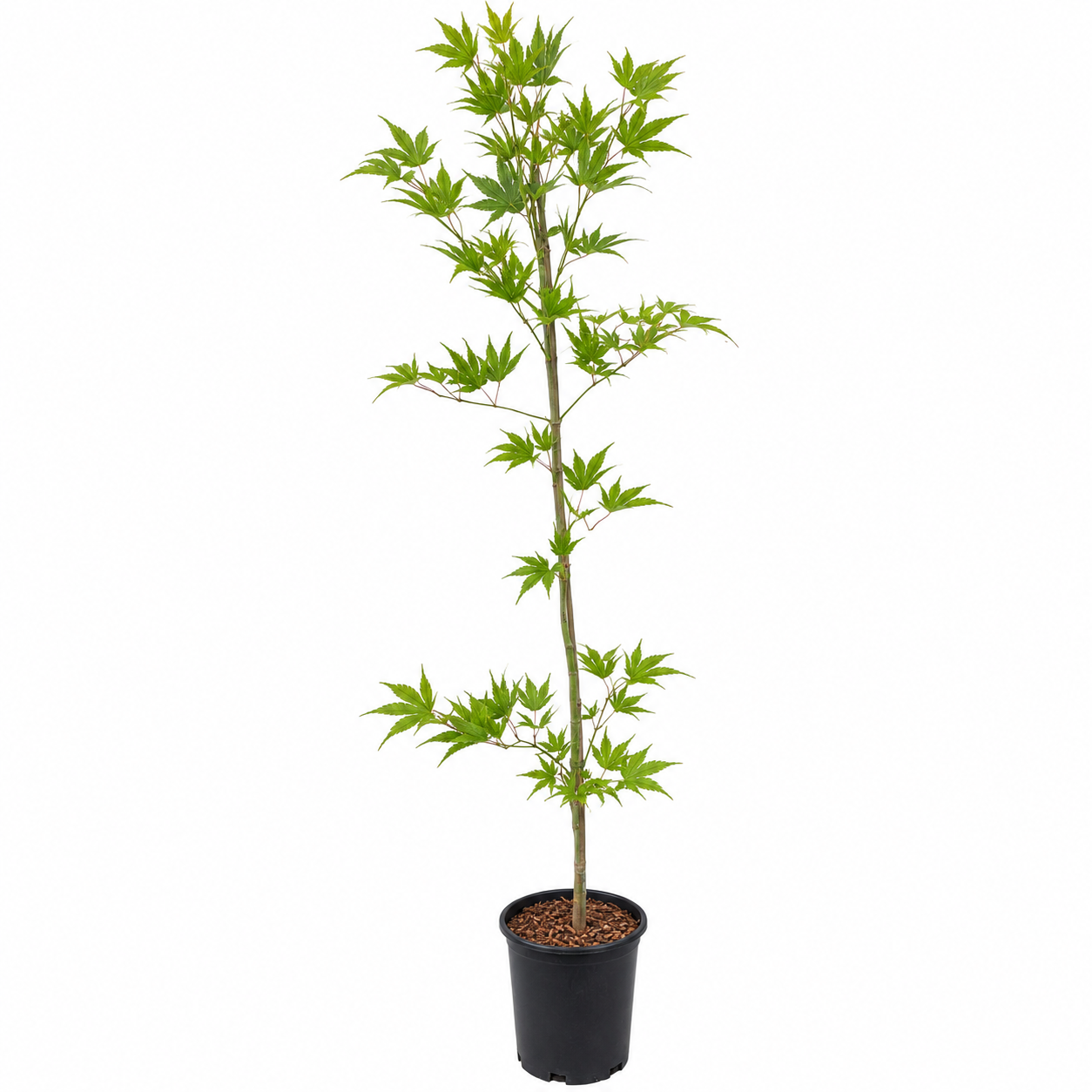 Acer palmatum 'Gaki No Sugi' reticulated Japanese maple in a #1 XL nursery container, showing bright green palmate foliage with characteristic ghost-type veining on a tall upright plant