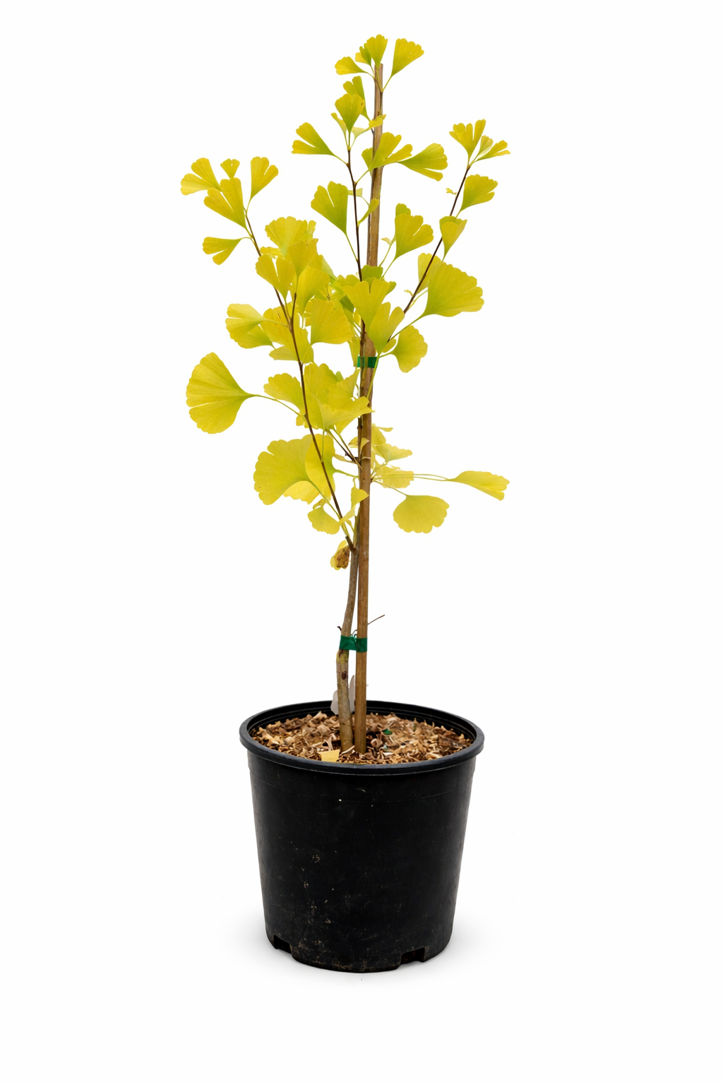 Potted ginkgo biloba tree with bright green leaves on a white background