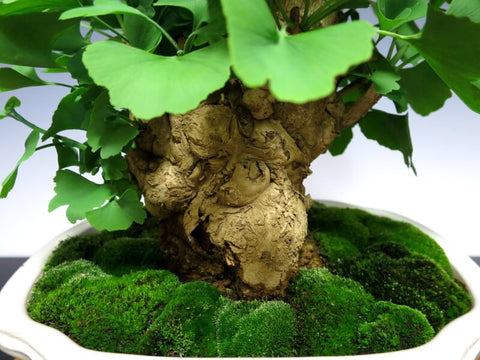 A young Ginkgo Biloba 'Chichi Icho' tree with a textured bumpy trunk, housed in a white pot filled with moss.