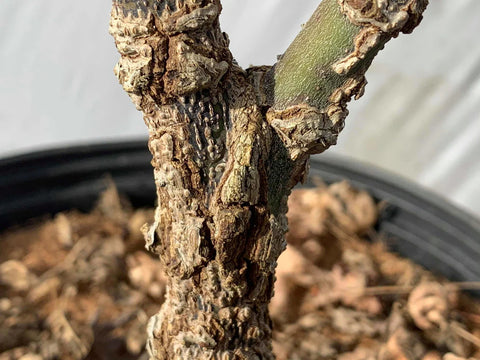 Close-up of the corky bark of a young Japanese Maple tree in a nursery pot.