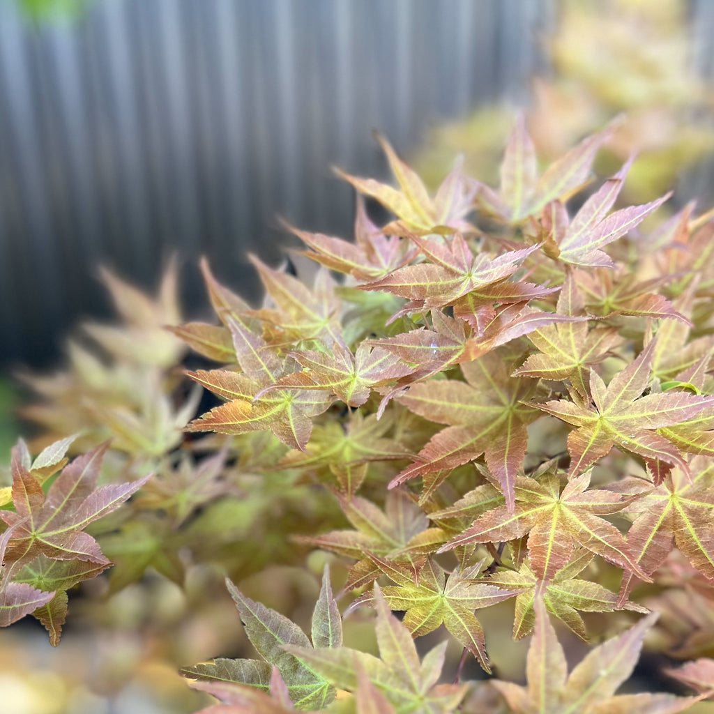 Japanese Maple 'Chishio'