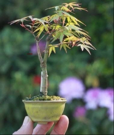 Japanese Maple 'Nagarakawa'