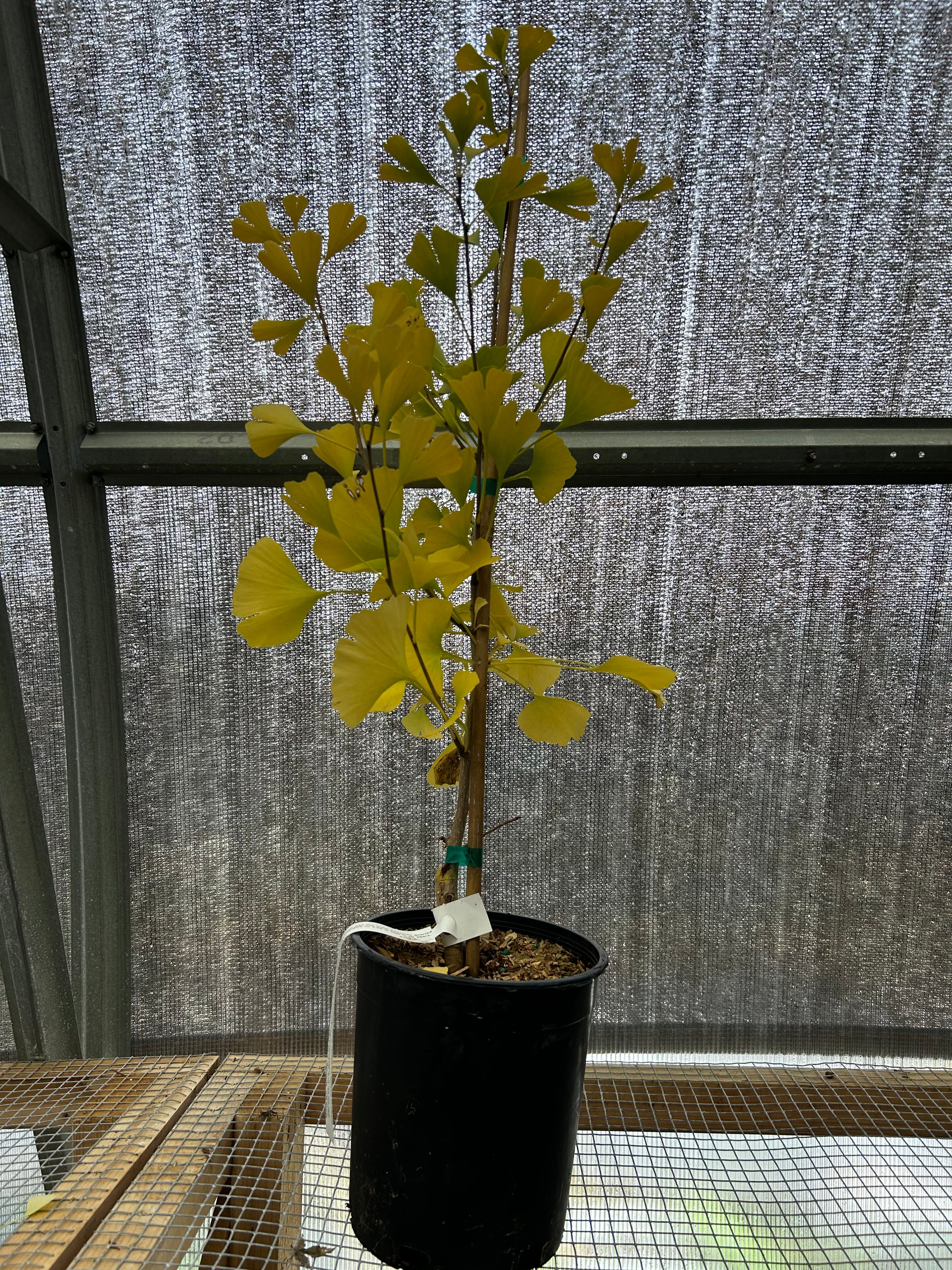 Ginkgo Biloba 'Chichi Icho'