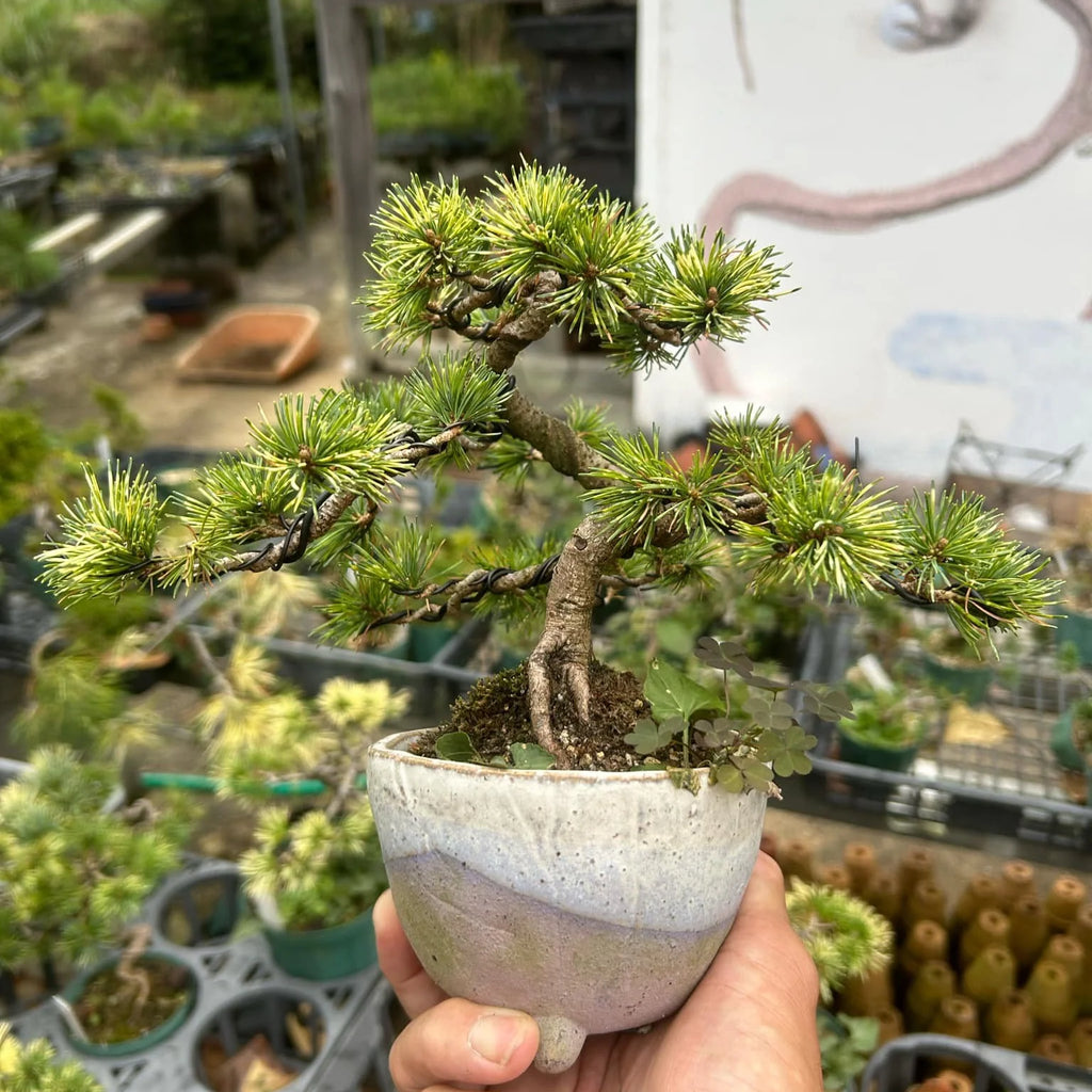 Japanese white pine 'Hanabi'