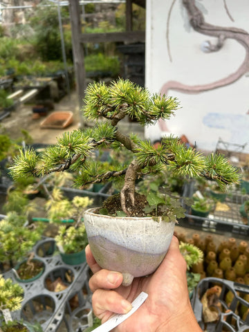 Japanese white pine 'Hanabi'