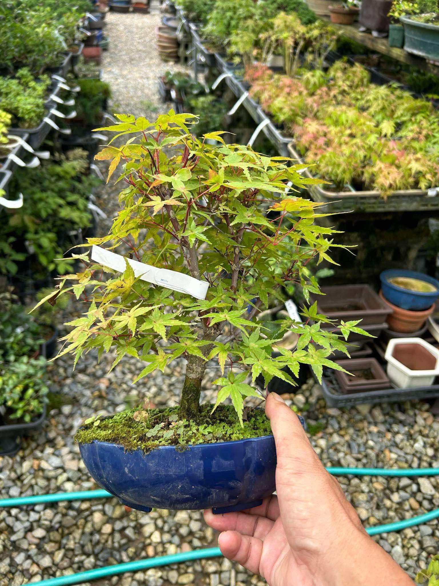 Japanese Maple 'Deshojo'