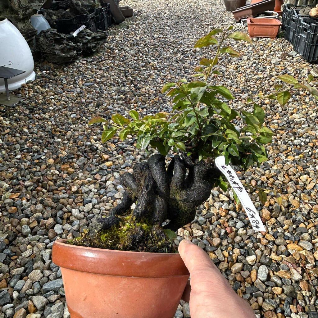 Persimmon 'Tokiwa Kaki'