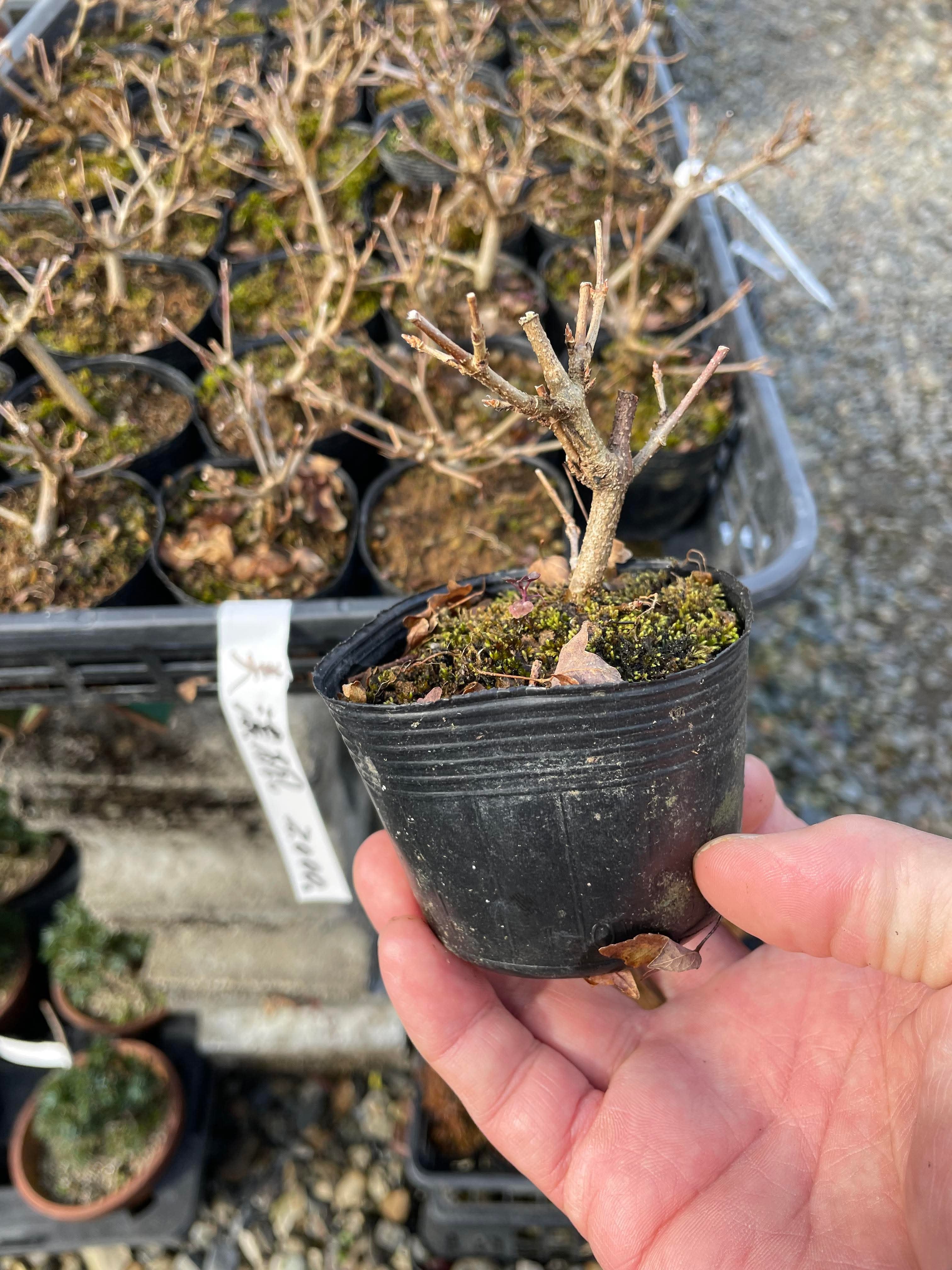 Trident Maple 'Fuyo-En'