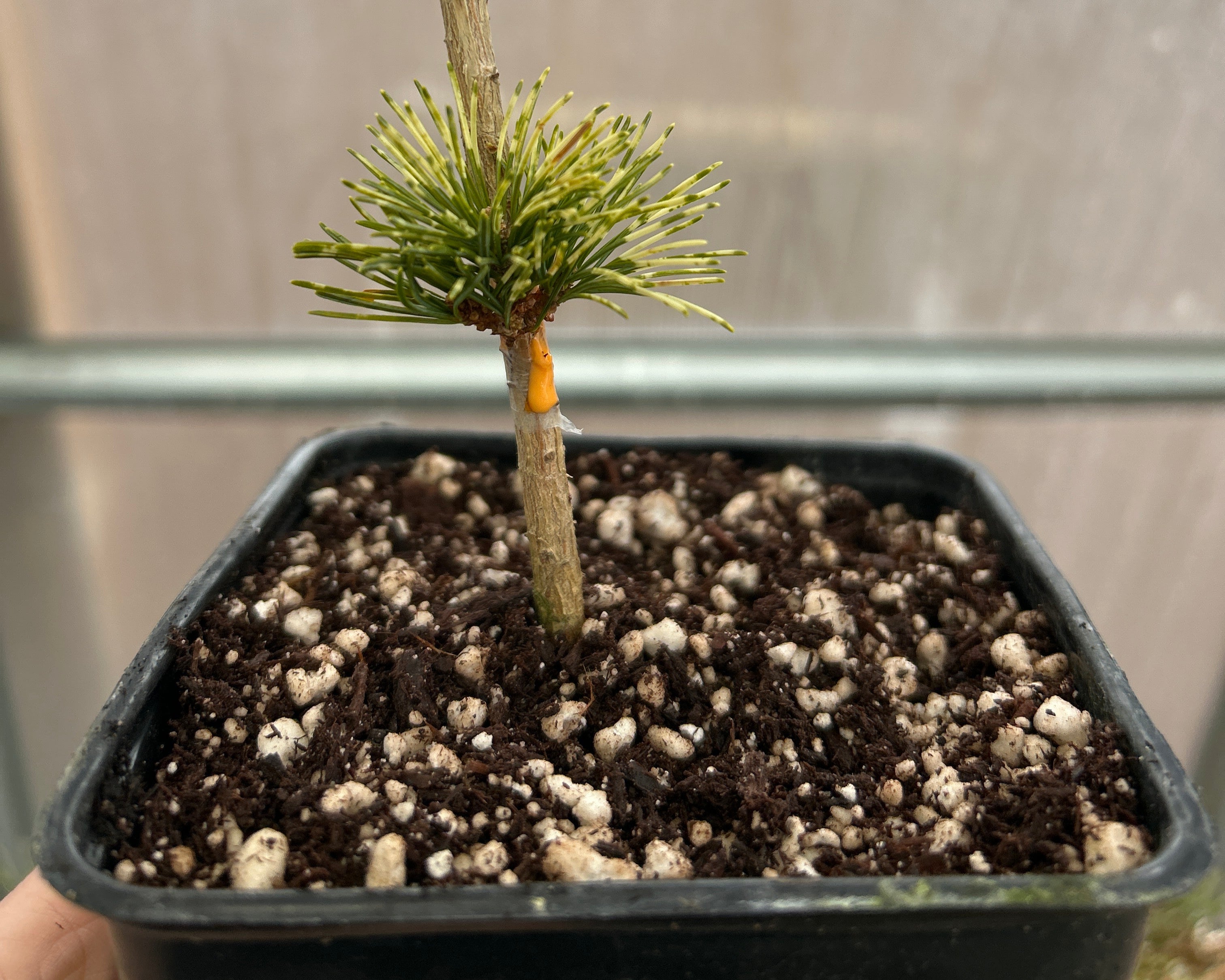 Japanese white pine 'Hanabi'
