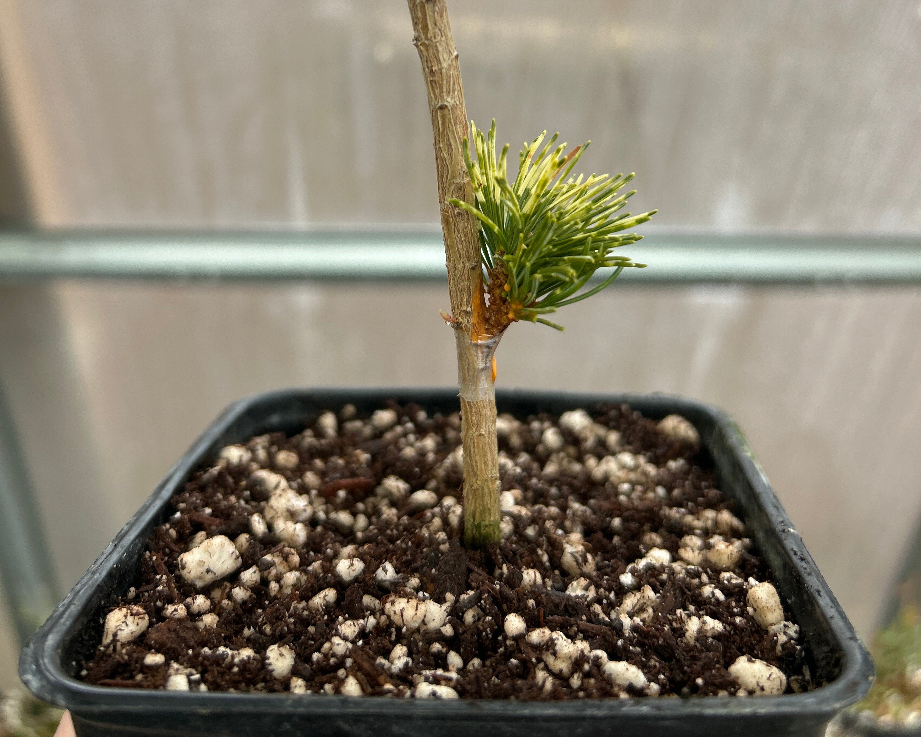 Japanese white pine 'Hanabi'