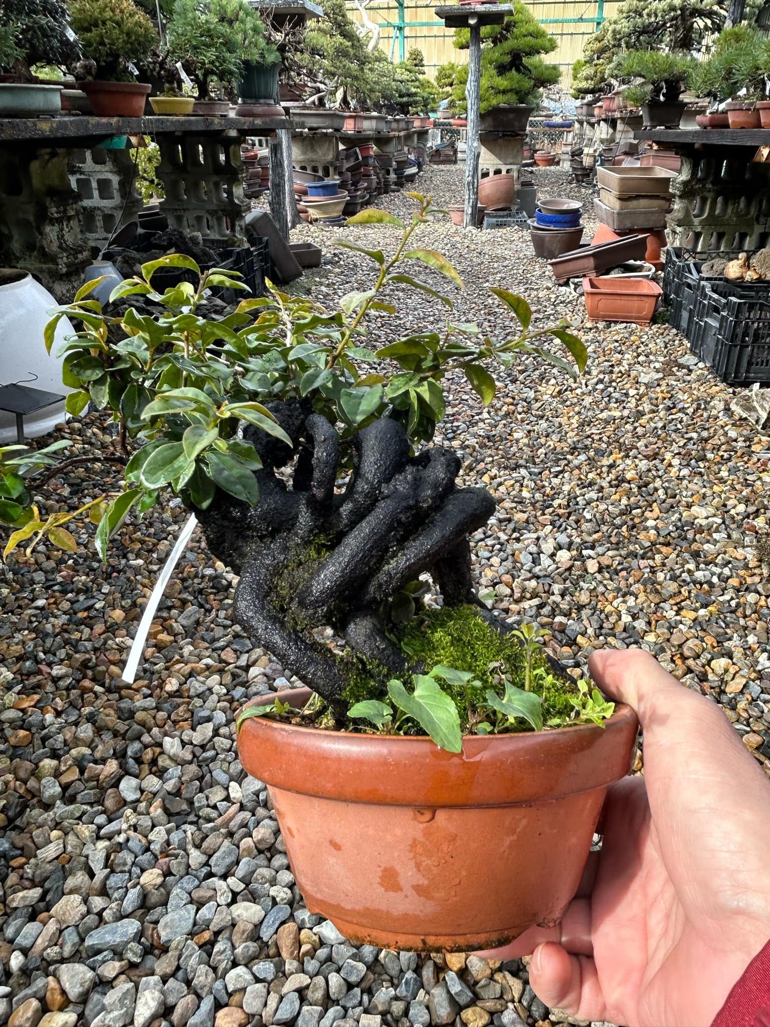 Persimmon 'Tokiwa Kaki'