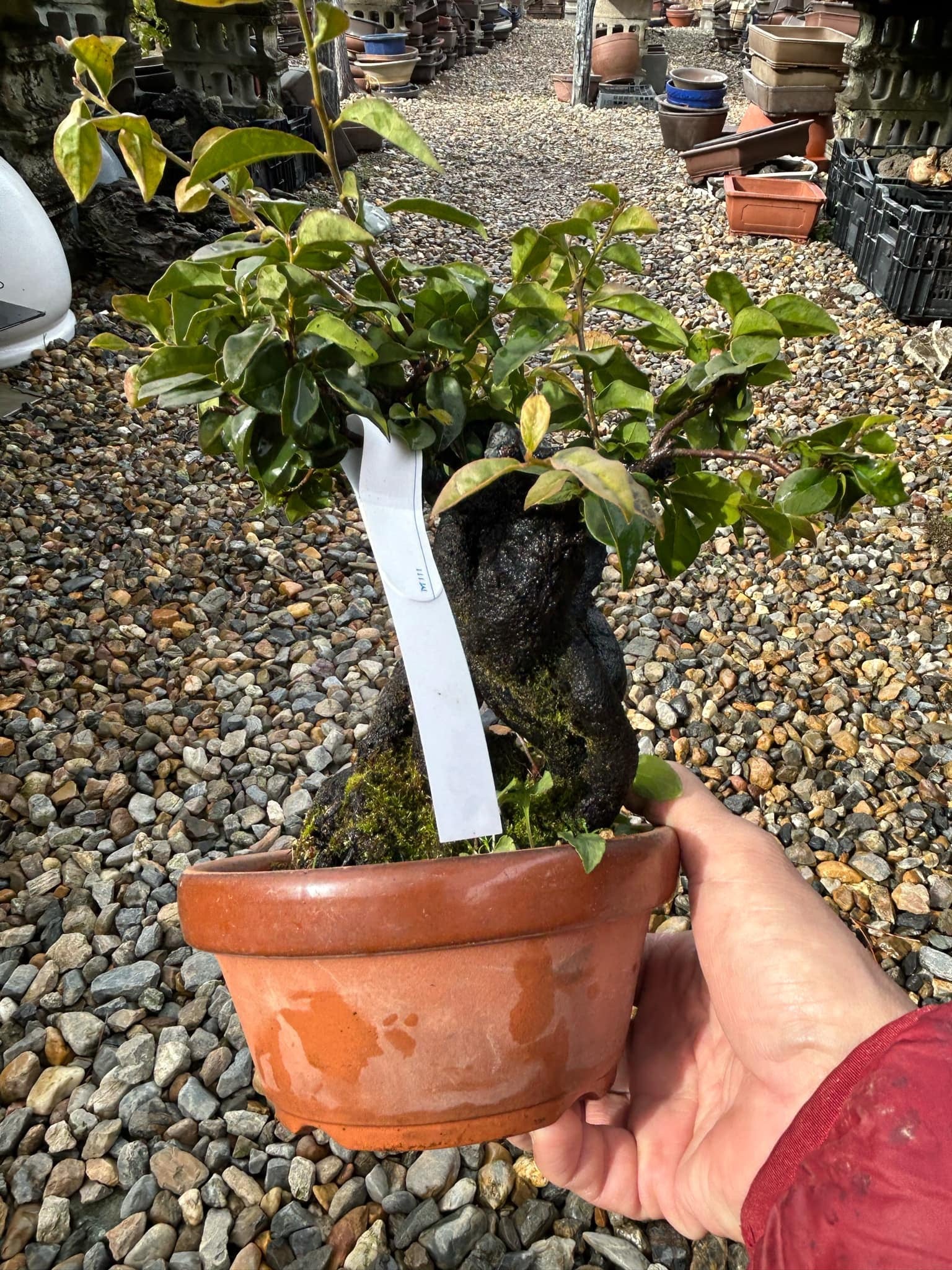 Persimmon 'Tokiwa Kaki'