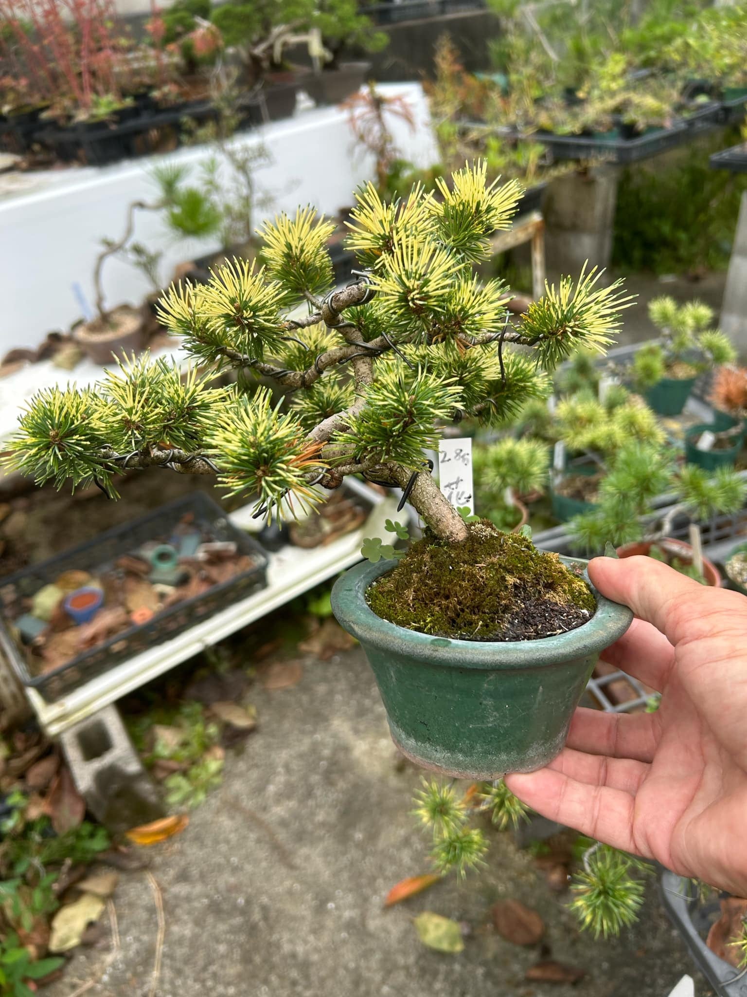 Japanese white pine 'Hanabi'