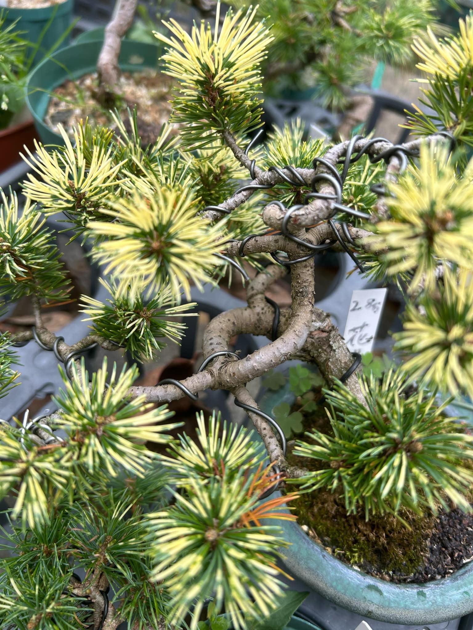 Japanese white pine 'Hanabi'