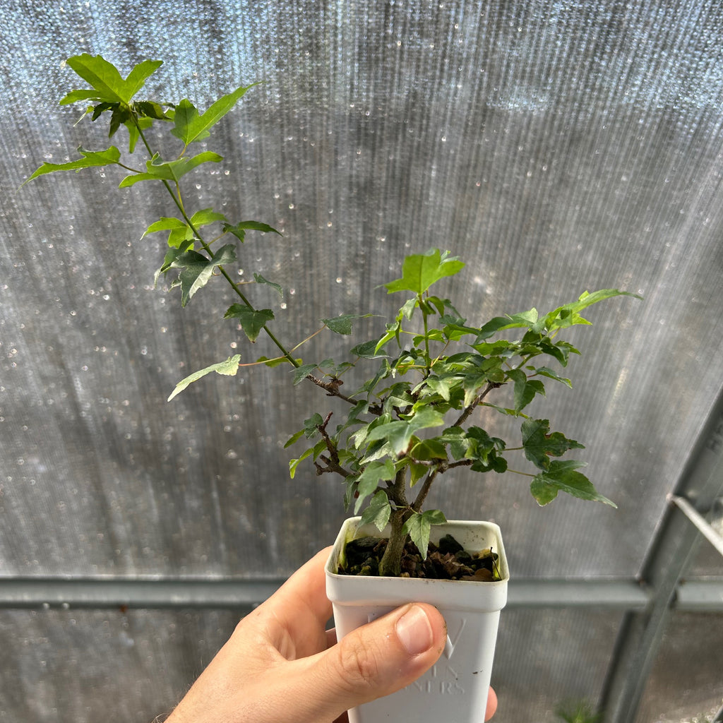 Trident Maple 'Hime'