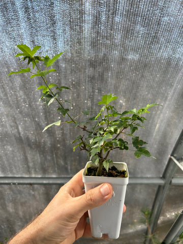 Trident Maple 'Hime'