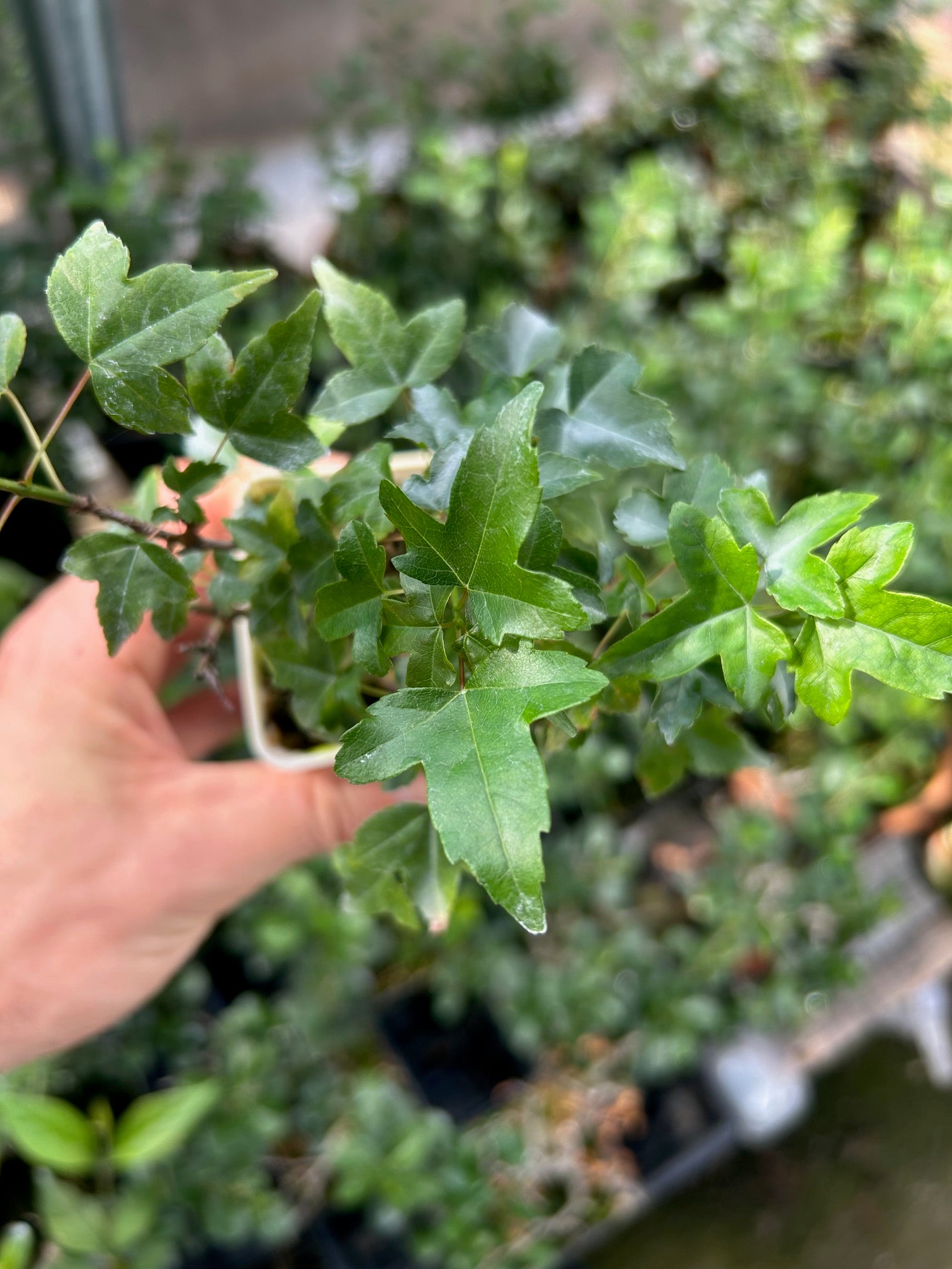Trident Maple 'Hime'