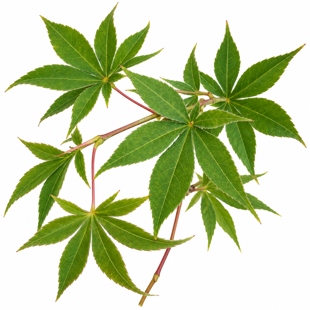 Ichigyoji Japanese Maple – Acer palmatum 'Ichigyoji' Leaves