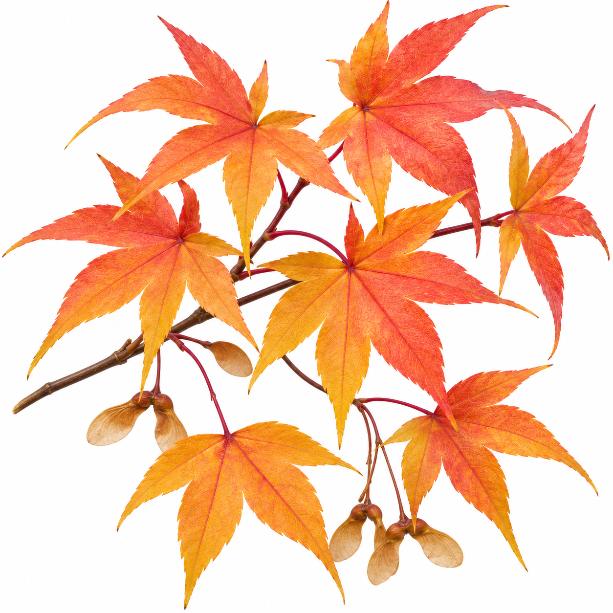 A cluster of red, orange, and yellow maple leaves on a brown branch with small tan seed pods, isolated on a white background.
