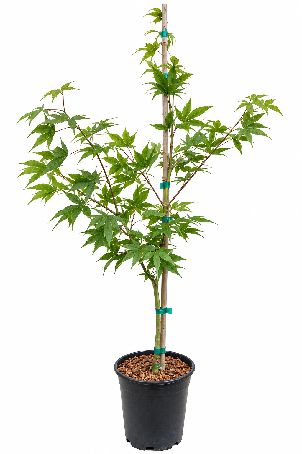 Acer palmatum 'Ichigyoji' Japanese maple in a #1 nursery container, showing classic broad green amoenum palmate foliage on a staked upright plant with well-developed branching