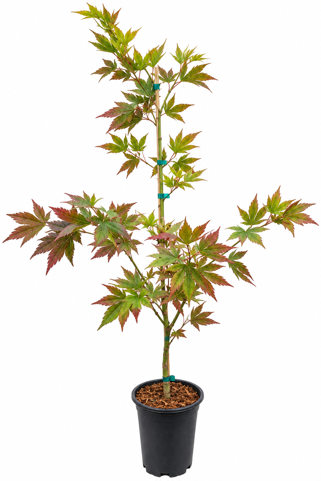 Acer palmatum 'Iijima Sunago' Japanese maple in a #1 nursery container, showing characteristic multi-season foliage with yellow-green new growth and mauve brick-red older leaves on a staked upright plant