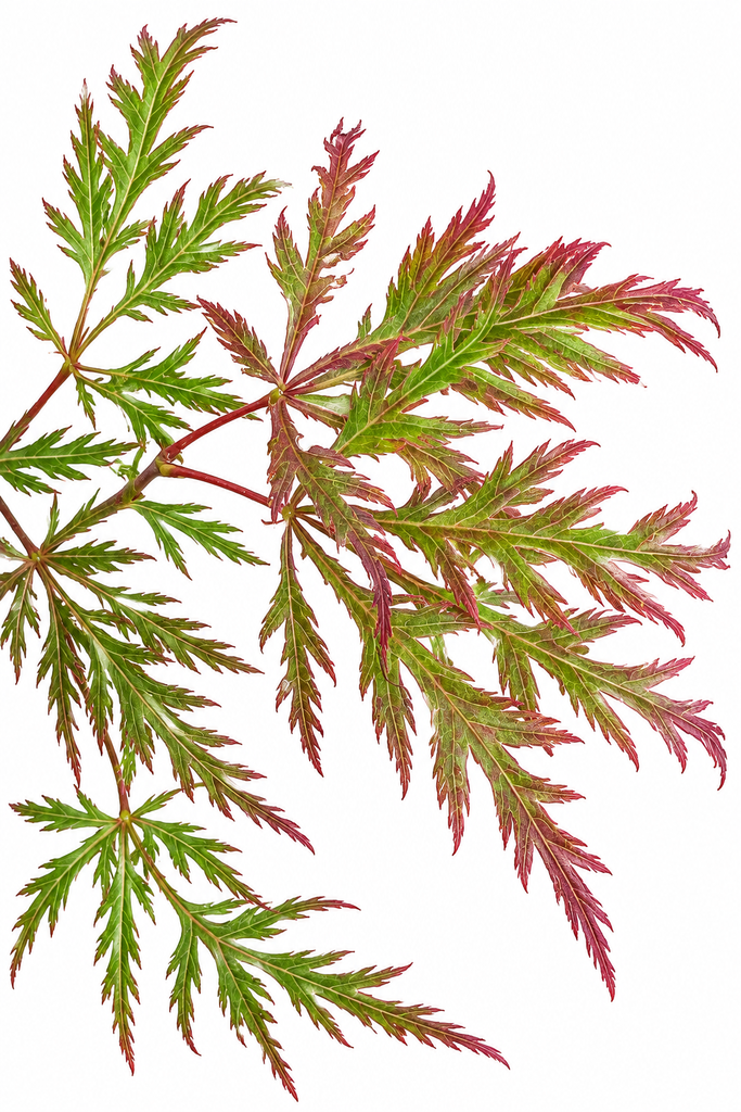 Inaba Shidare Japanese Maple - Acer palmatum dissectum 'Inaba Shidare'