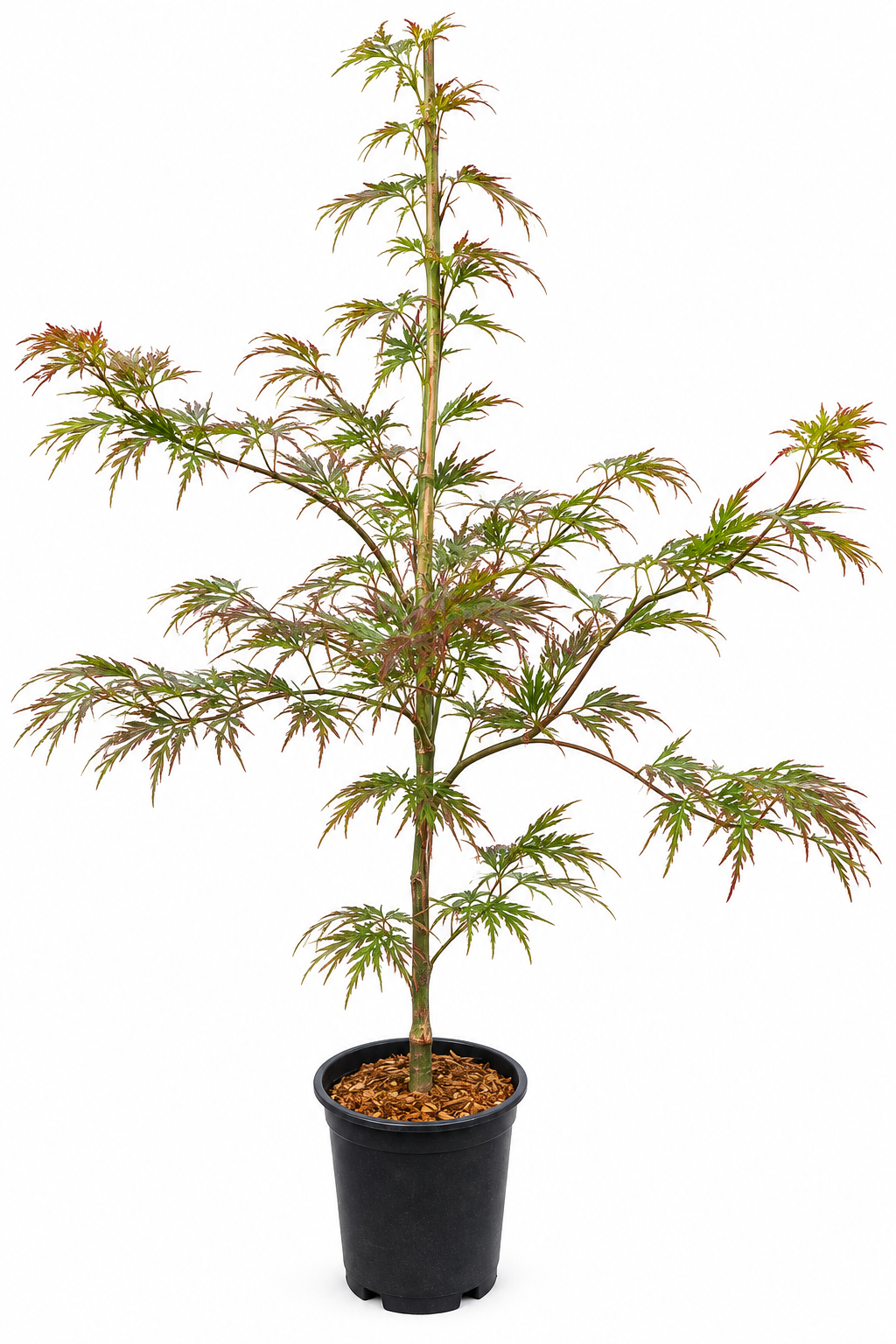Acer palmatum dissectum 'Inaba Shidare' weeping laceleaf Japanese maple in a #1 nursery container, showing finely dissected burgundy-red foliage on a young upright plant