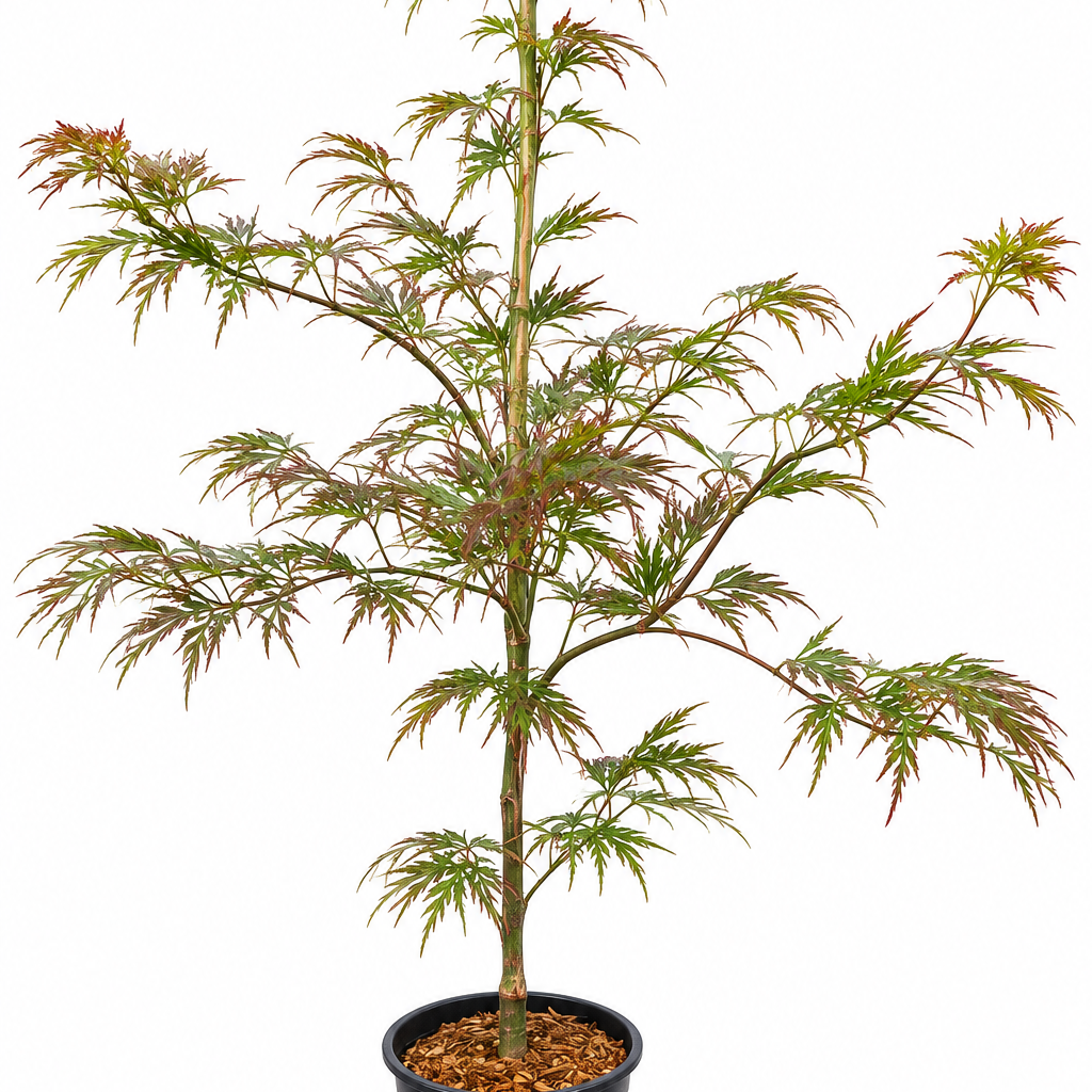 Acer palmatum dissectum 'Inaba Shidare' weeping laceleaf Japanese maple in a #1 nursery container, showing finely dissected burgundy-red foliage on a young upright plant