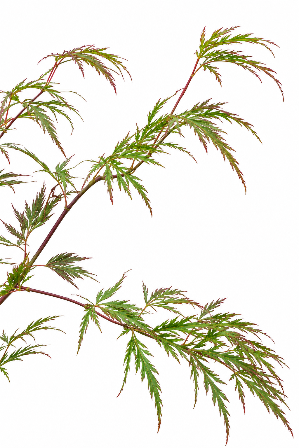 A close-up of delicate green leaves with reddish-brown stems on a plain white background.
