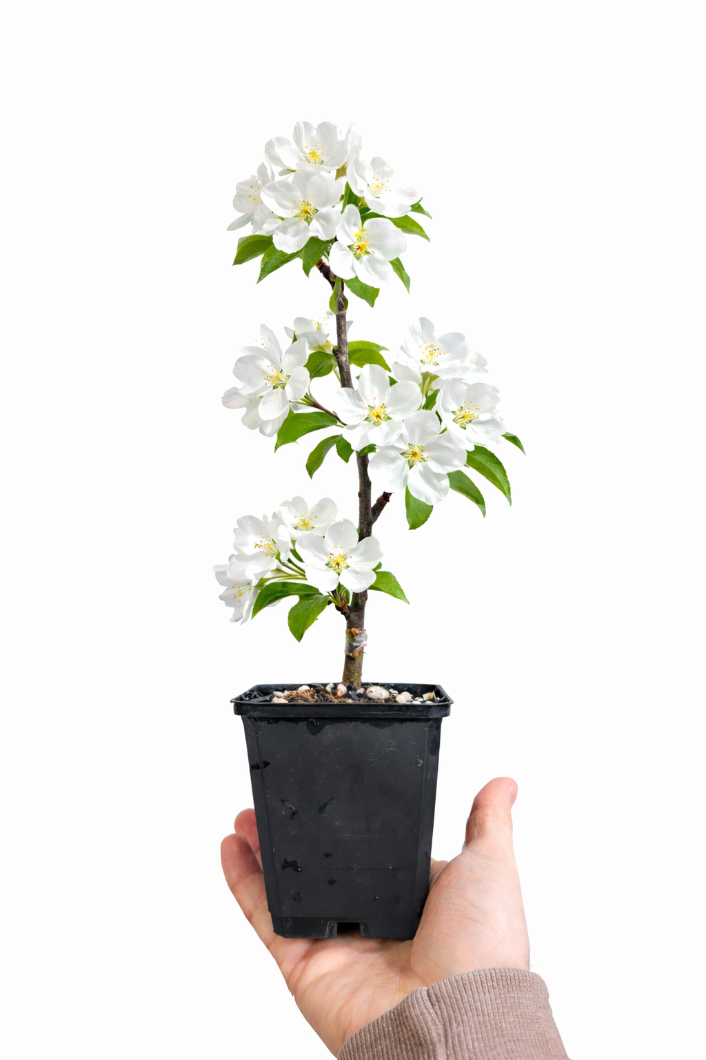 Japanese Flowering Crabapple 'Sakura Hime' (Malus toringo) Plant